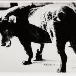 Daido Moriyama (Japanese, b. 1938) Stray Dog, Misawa, 1971, printed c. 2002 (Lot 144, Estimate: $3,000-5,000)