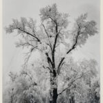 Ansel Adams (American, 1902-1984) Oak Tree, Snow Storm, Yosemite Valley, 1948, printed c. 1963-1970 (Lot 127, Estimate: $8,000-12,000)