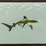 Richard Ellis, Shark (Lot 1165, Estimate: $600-800)