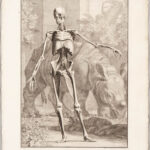 Tabulae Sceleti et Musculorum Corporis Humani, Albinus, Bernhard Siegfried (1697-1770) (Lot 1080, Estimate: $3,000-5,000)