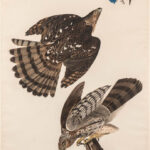 Aubon, John James, Stanley Hawk. Plate 36 from Birds of America (Lot 1365, Estimate: $3,000-5,000)