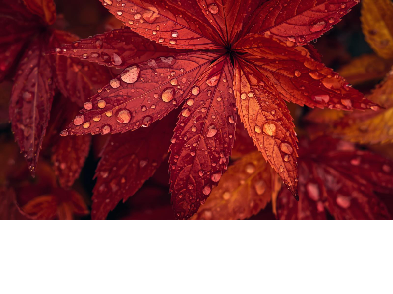 Olympos Auto Center logo