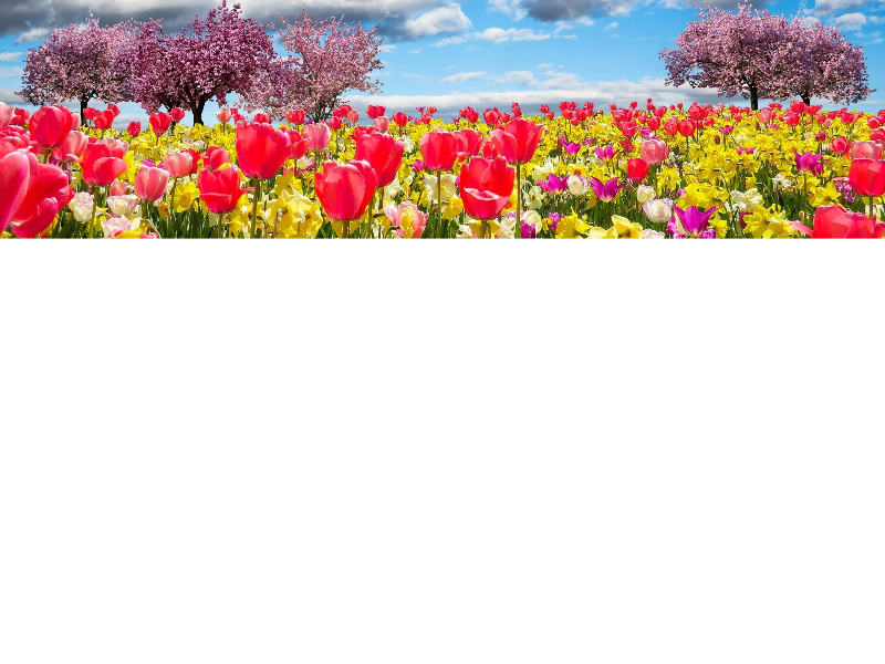 Allison's Autocare Inc logo