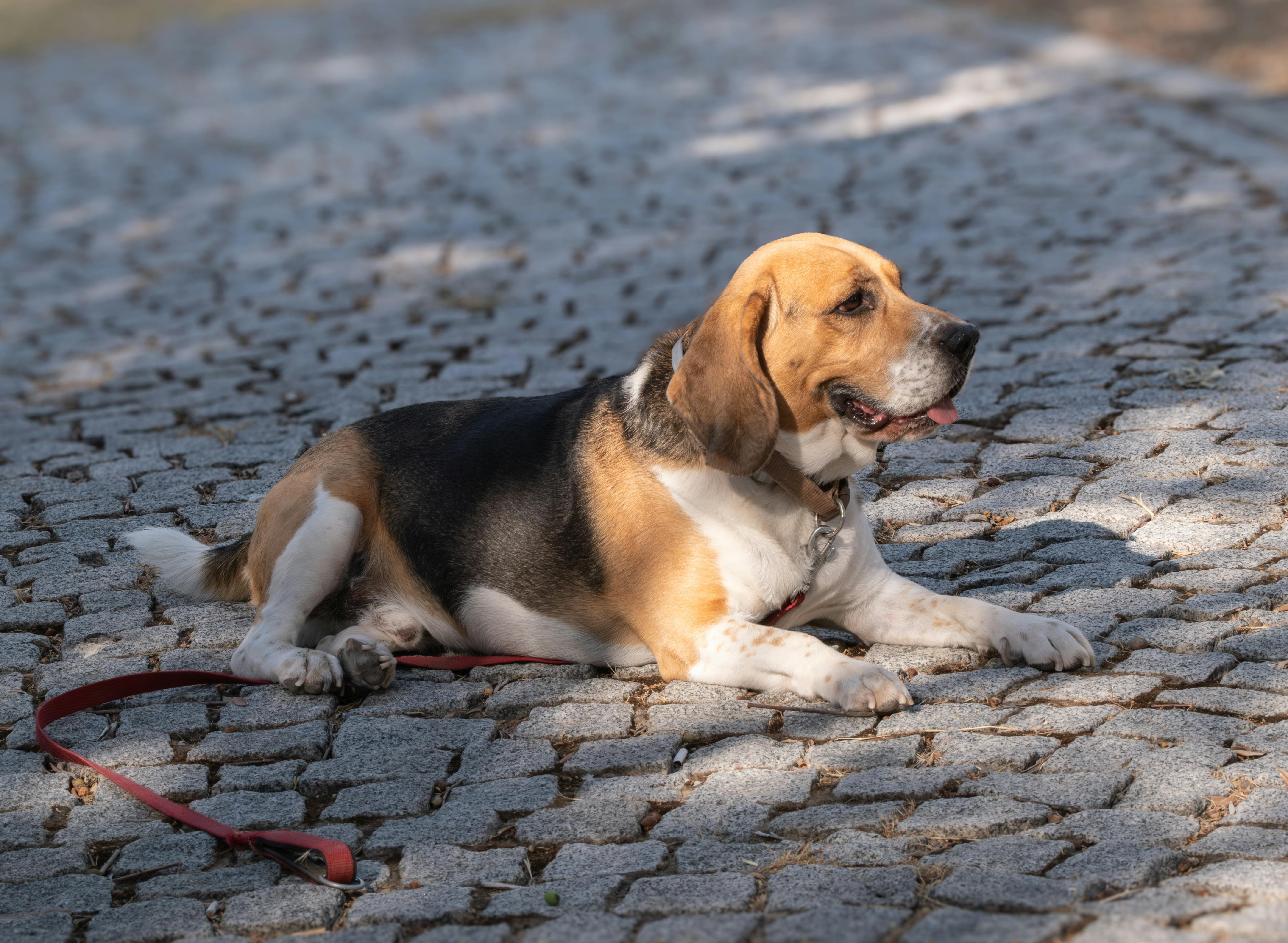 A tricolor beagle with a tan, black, and white coat lies relaxed on a sunlit cobblestone path, panting gently.