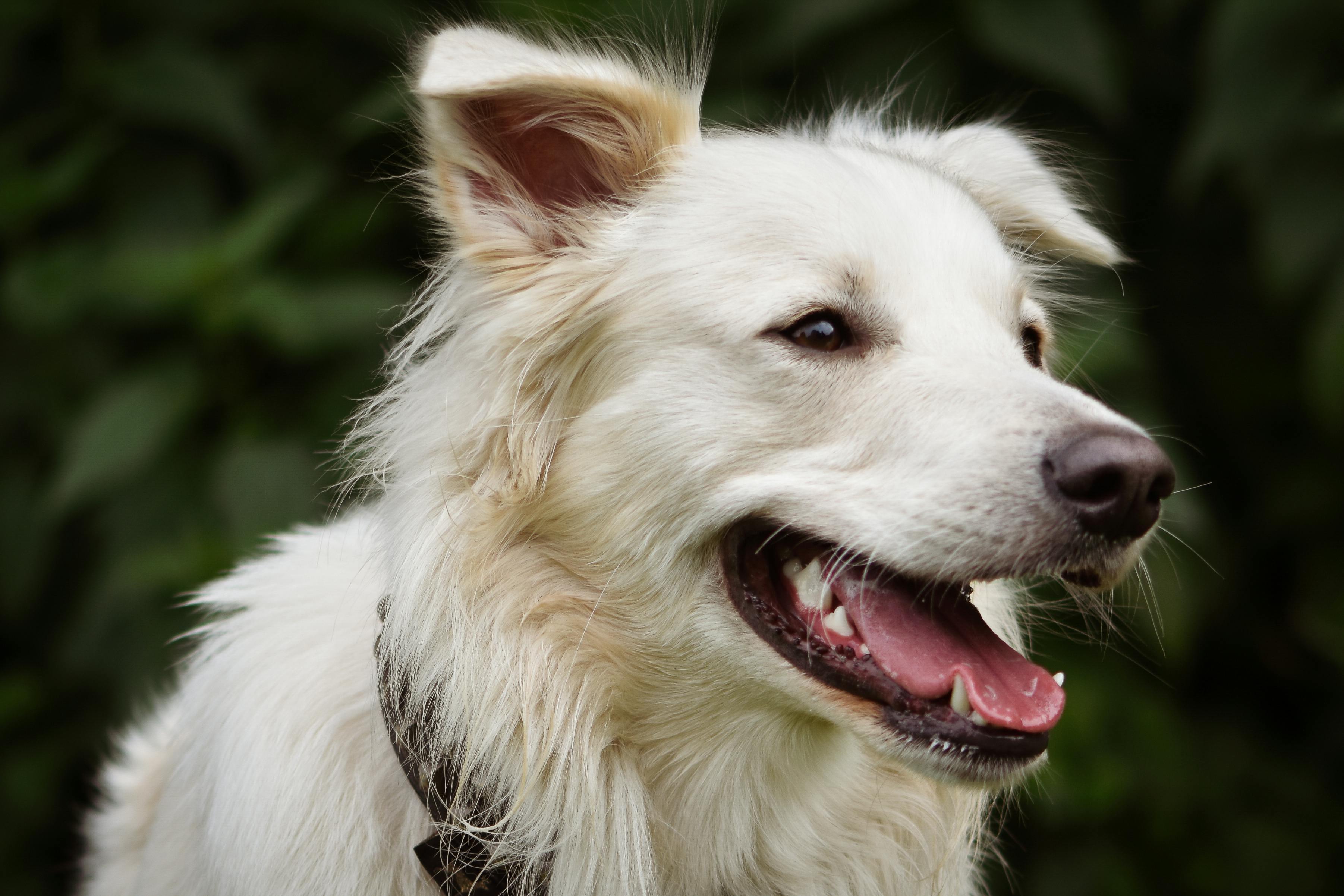Close-up of a fluffy white dog panting happily, mouth open and ears perked, with a dark green leafy background