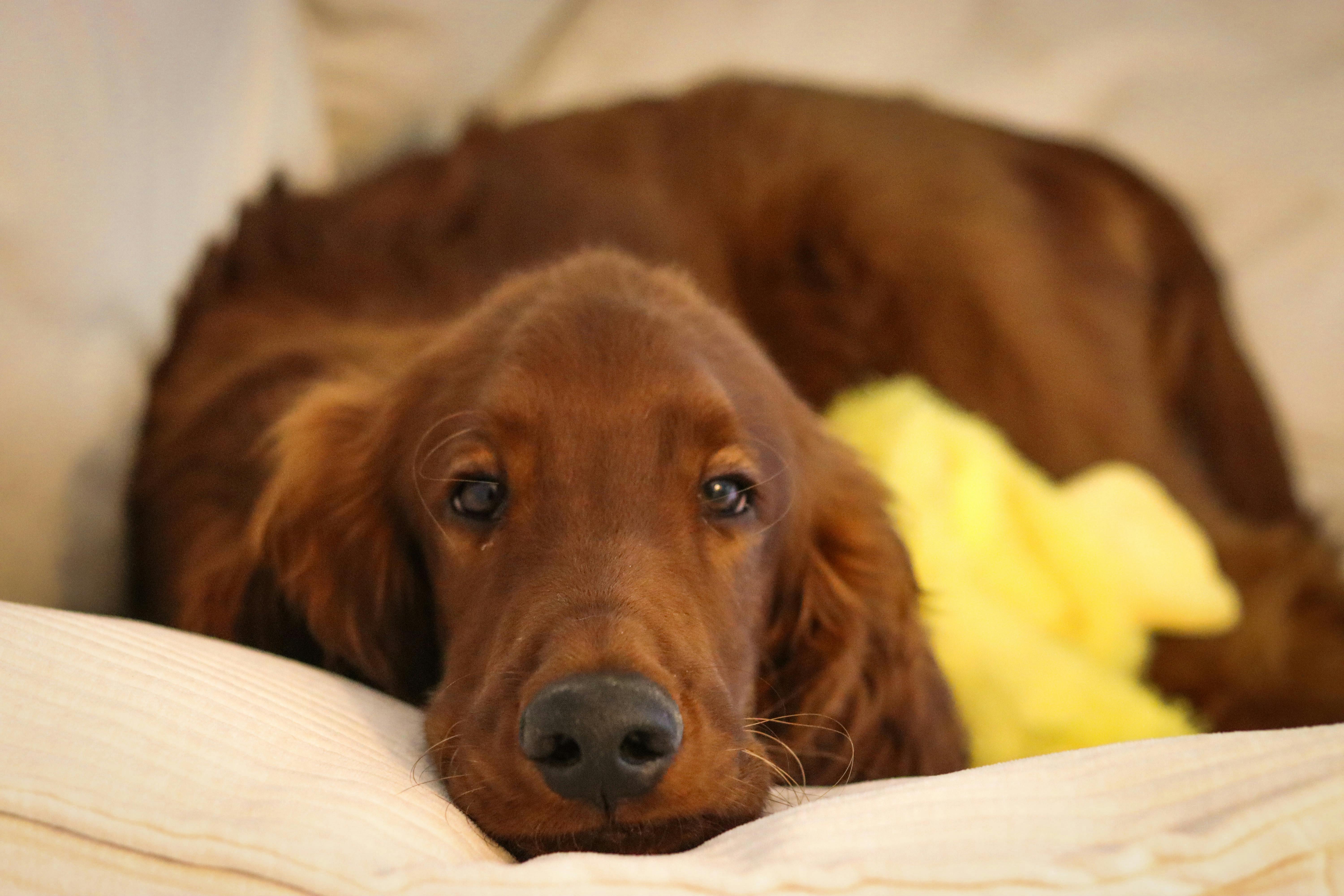 Red-coated retriever lying on a light couch, head resting on cushion, gazing softly toward the camera.