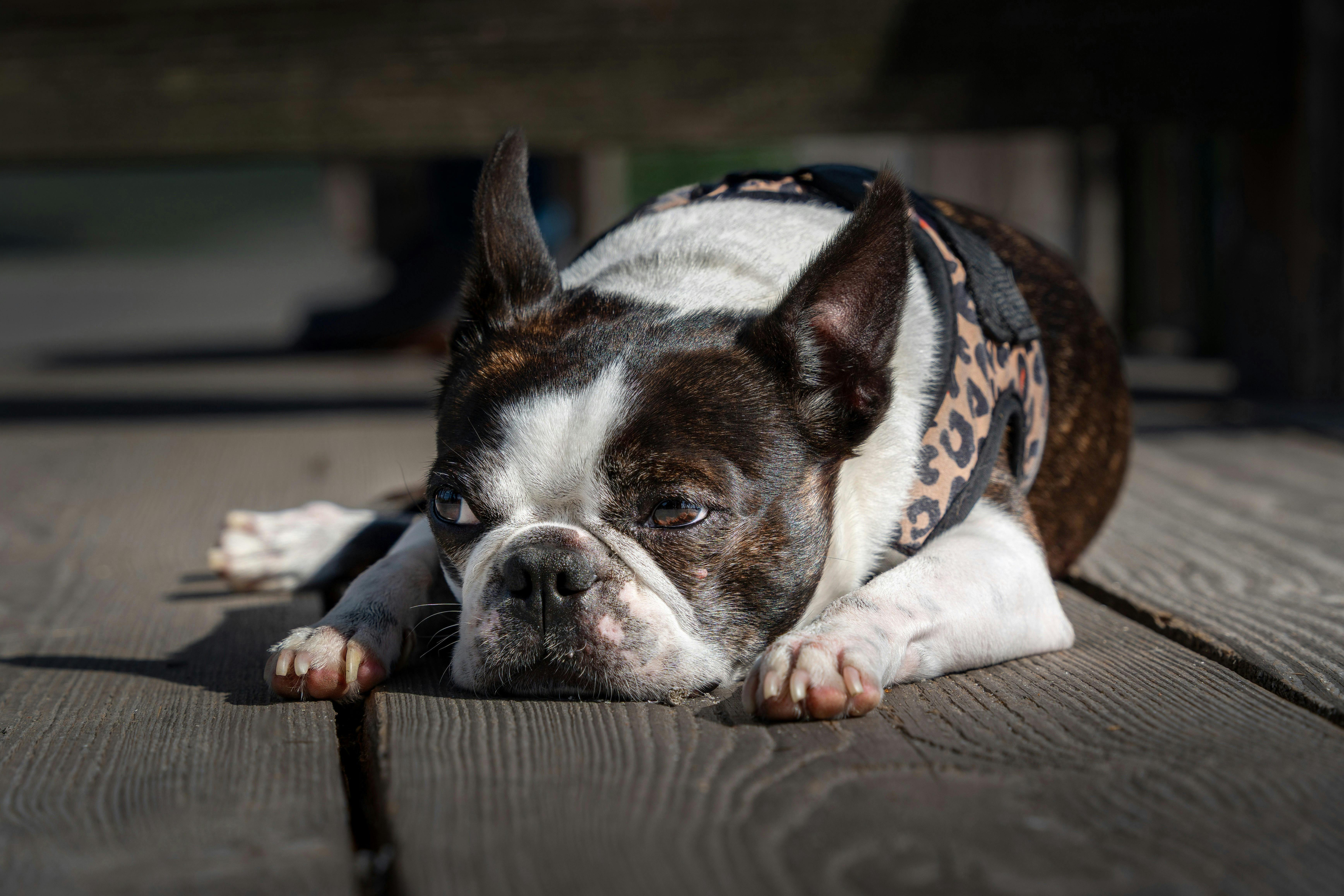 Adorable Boston Terrier Relaxing on Wooden Deck