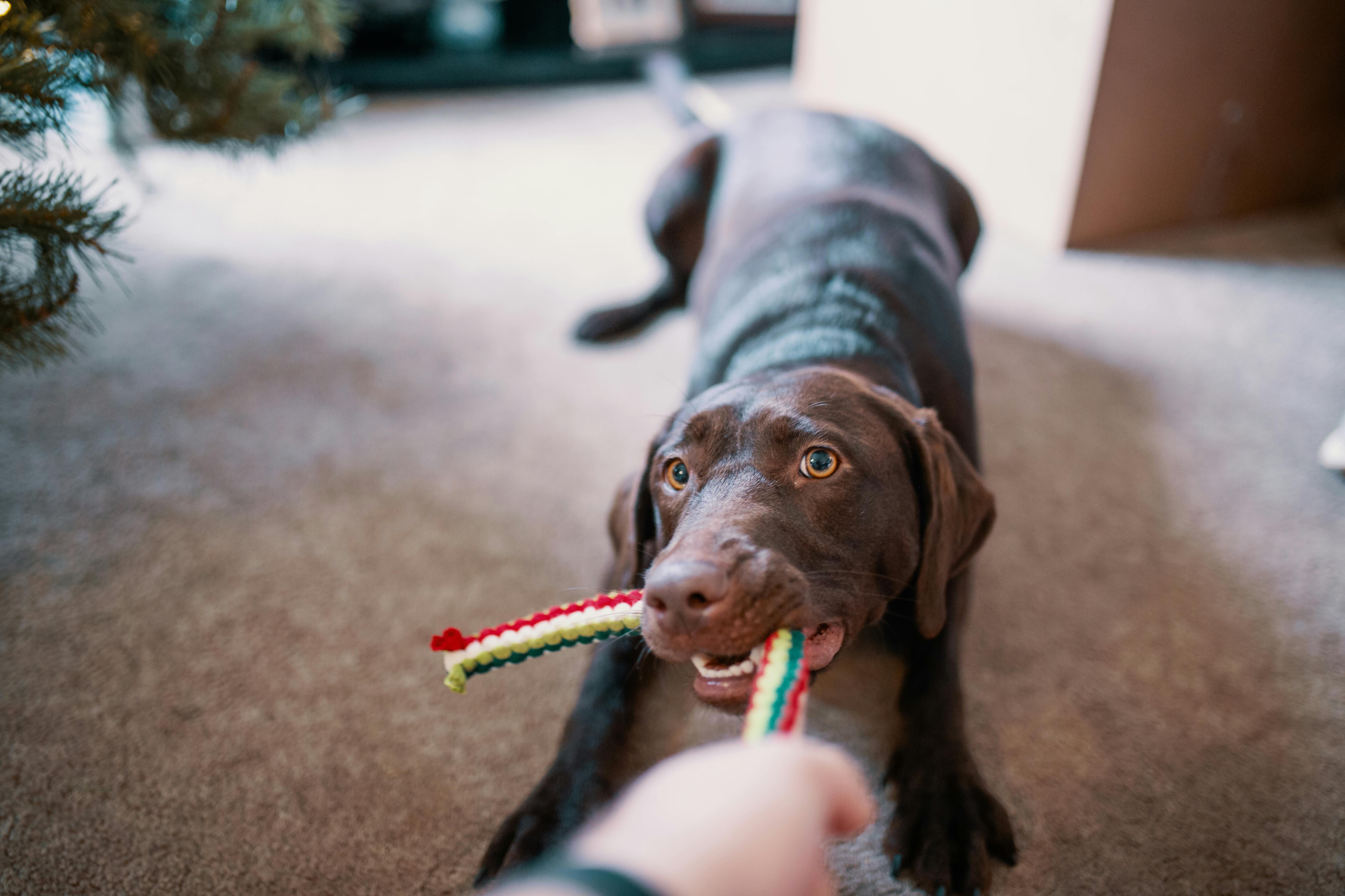 A chocolate-brown dog crouched on a carpet, gripping a colorful braided rope toy in its mouth during a game of tug-of-war with a person’s hand in the foreground