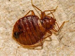 The Ultimate Guide to Bedbug Control: How to Get Rid of Bedbugs