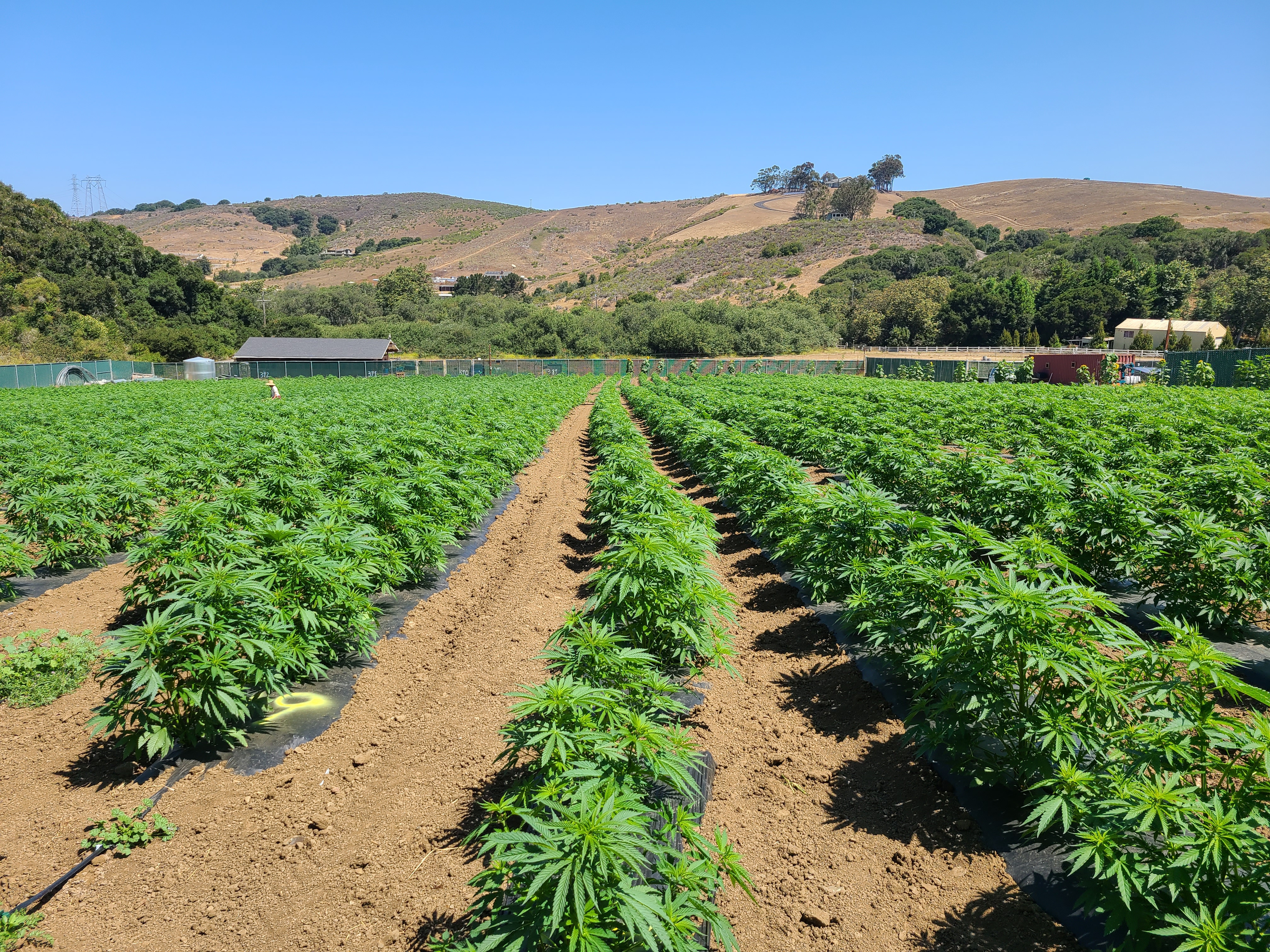 10 Best-Selling Cannabis Seed Strains in the U.S. (2025 Guide)