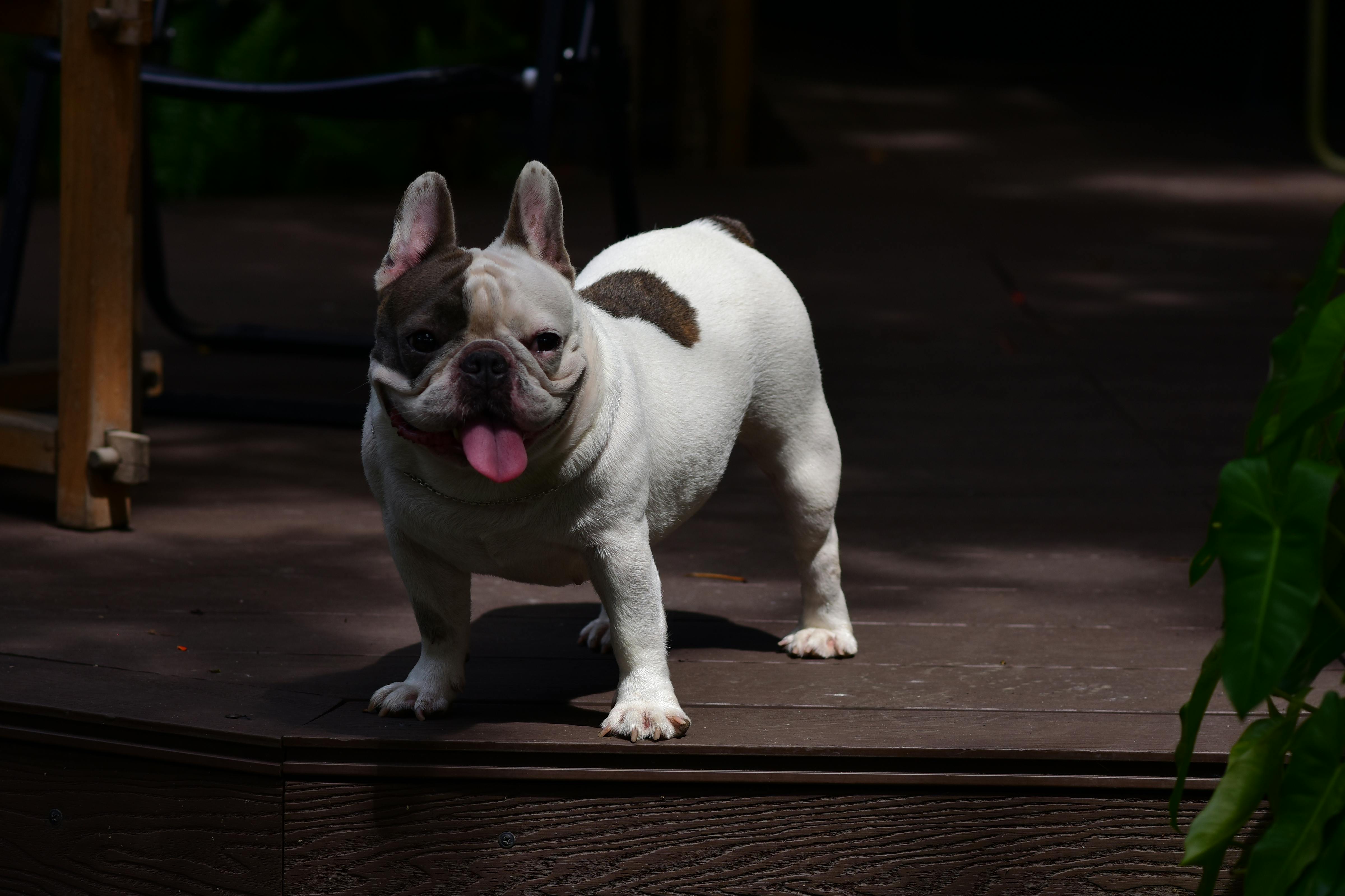 Stocky French bulldog with patches standing on a wooden deck in partial shade, tongue out and ears upright