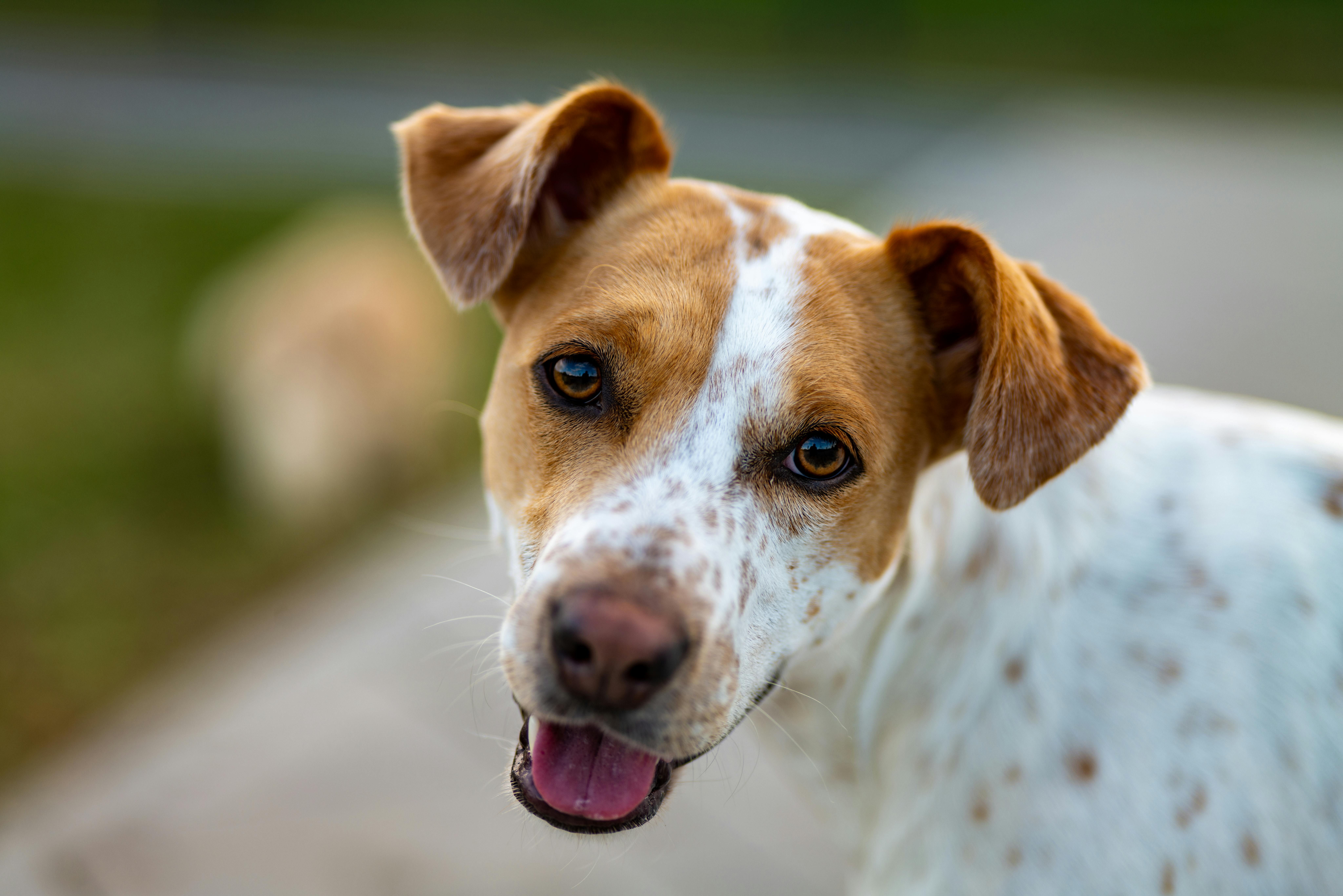 Close-up of a happy brown-and-white dog with floppy ears, looking at the camera with its mouth slightly open.