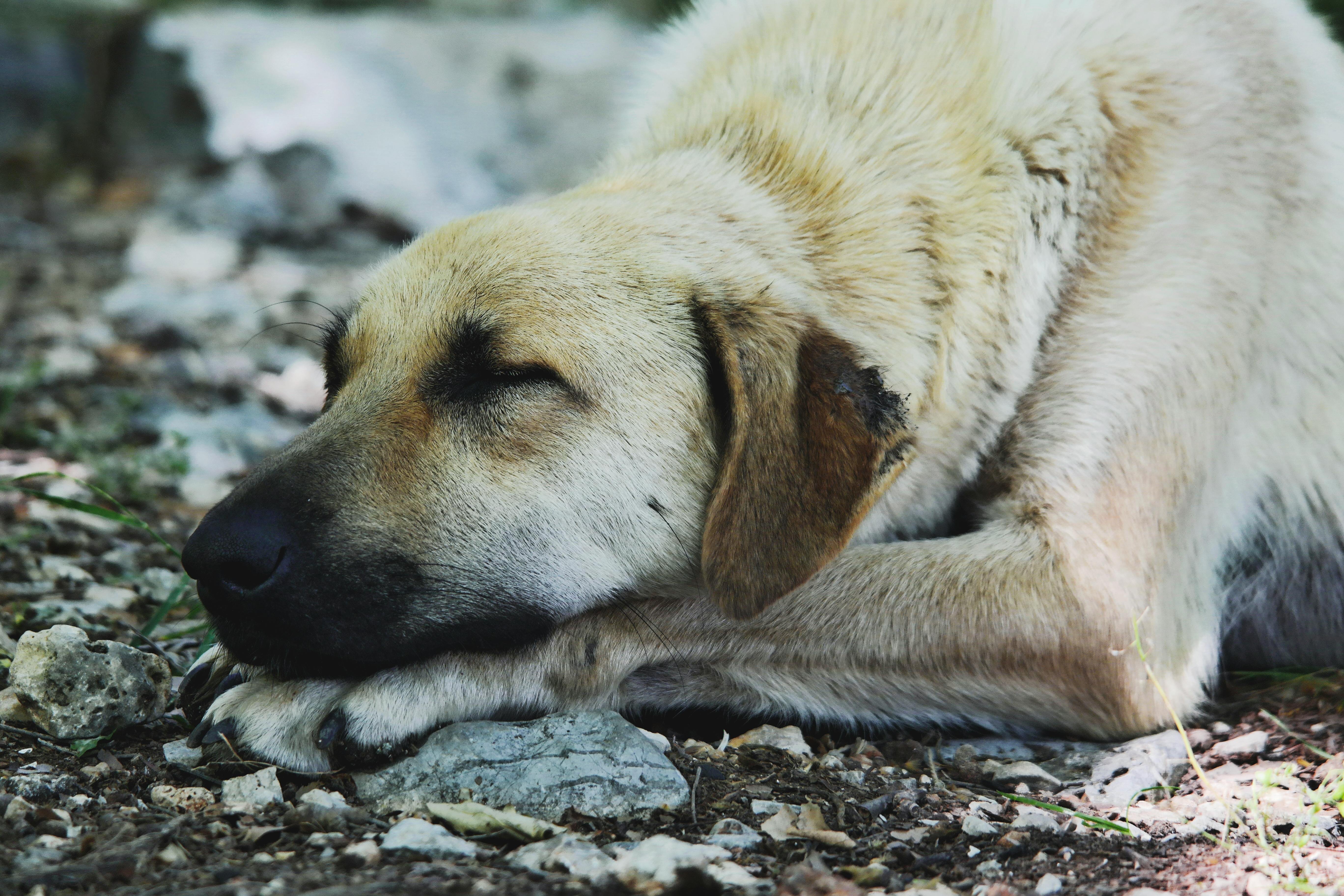 Tan dog sleeping on the ground with head on crossed paws, eyes closed, and natural rocky surroundings.