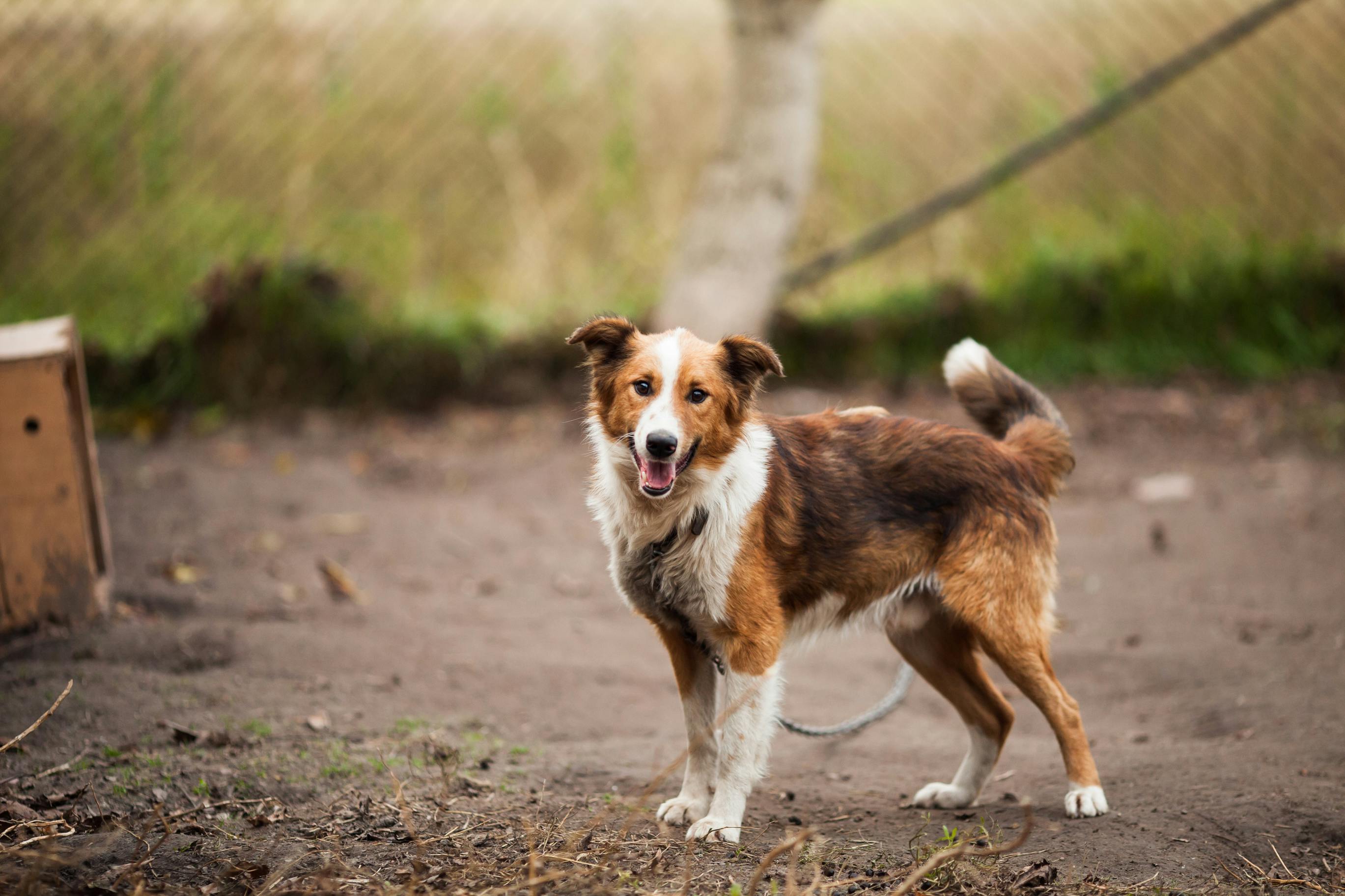 Brown and white medium-sized herding-type dog standing on dirt near a chain-link fence, tail raised and mouth open as it looks toward the camera.