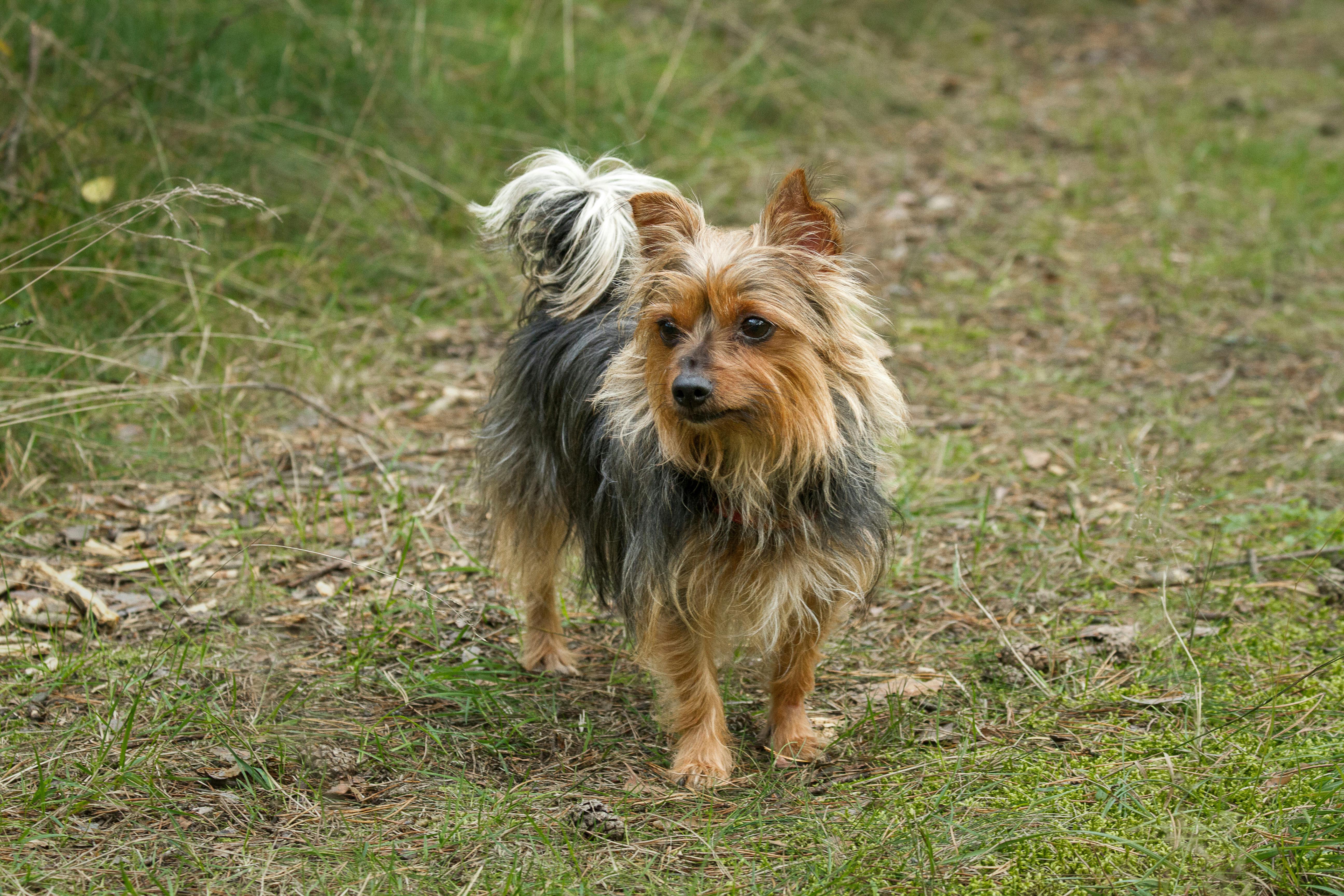 A small, long-haired dog stands outdoors on a grassy and leafy woodland path, facing the camera.