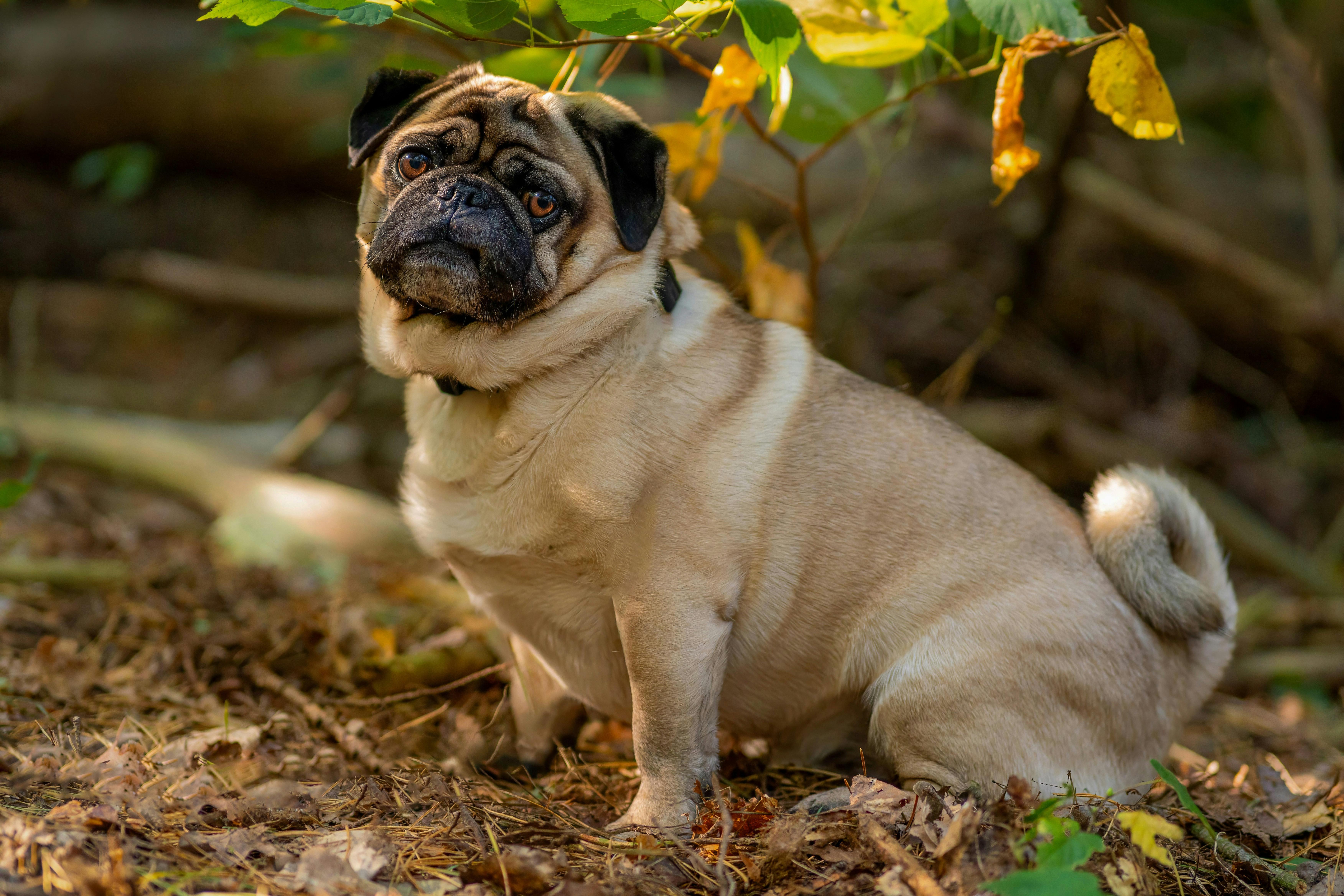 A fawn-colored pug with a curly tail sits among fallen leaves and tree branches in a wooded area.