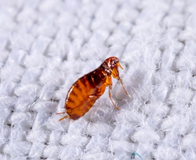 10 Effective Flea Pest Control Methods