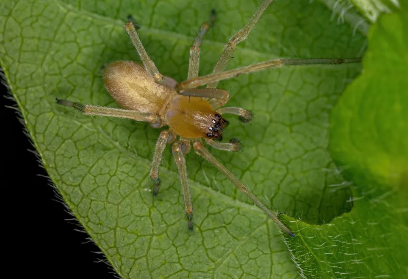 Spider Control Made Easy: Tips and Tricks from the Experts