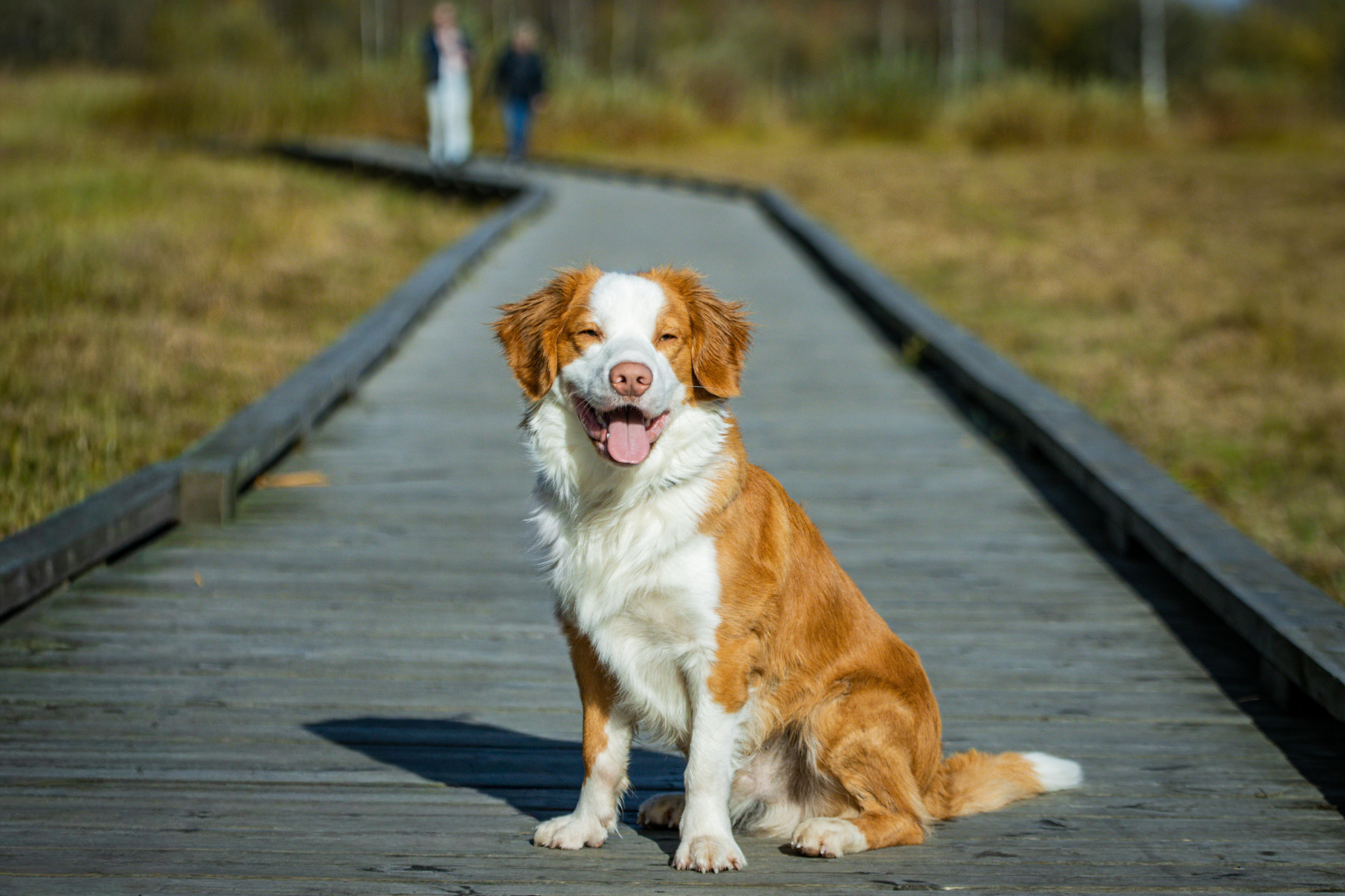 Orange-and-white dog sitting on a wooden boardwalk outdoors, smiling with tongue out, grassy marsh and two blurred people in the background.