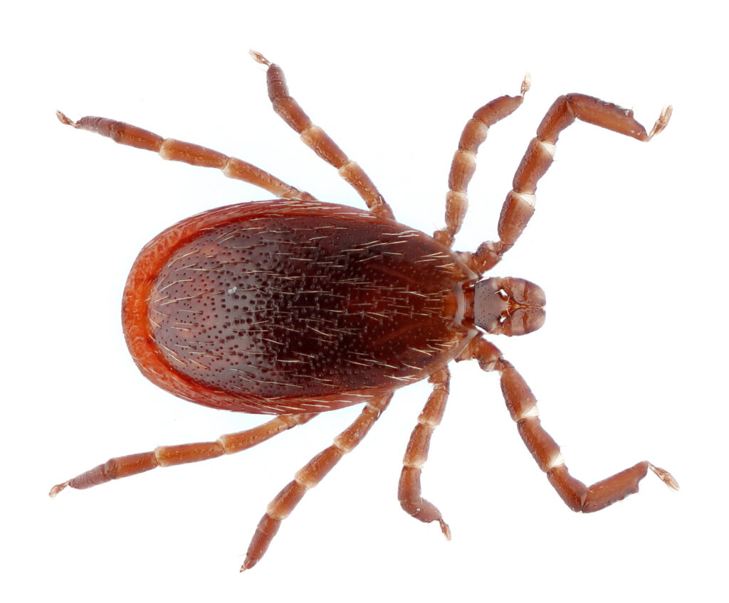 10 Effective Flea and Tick Control Methods
