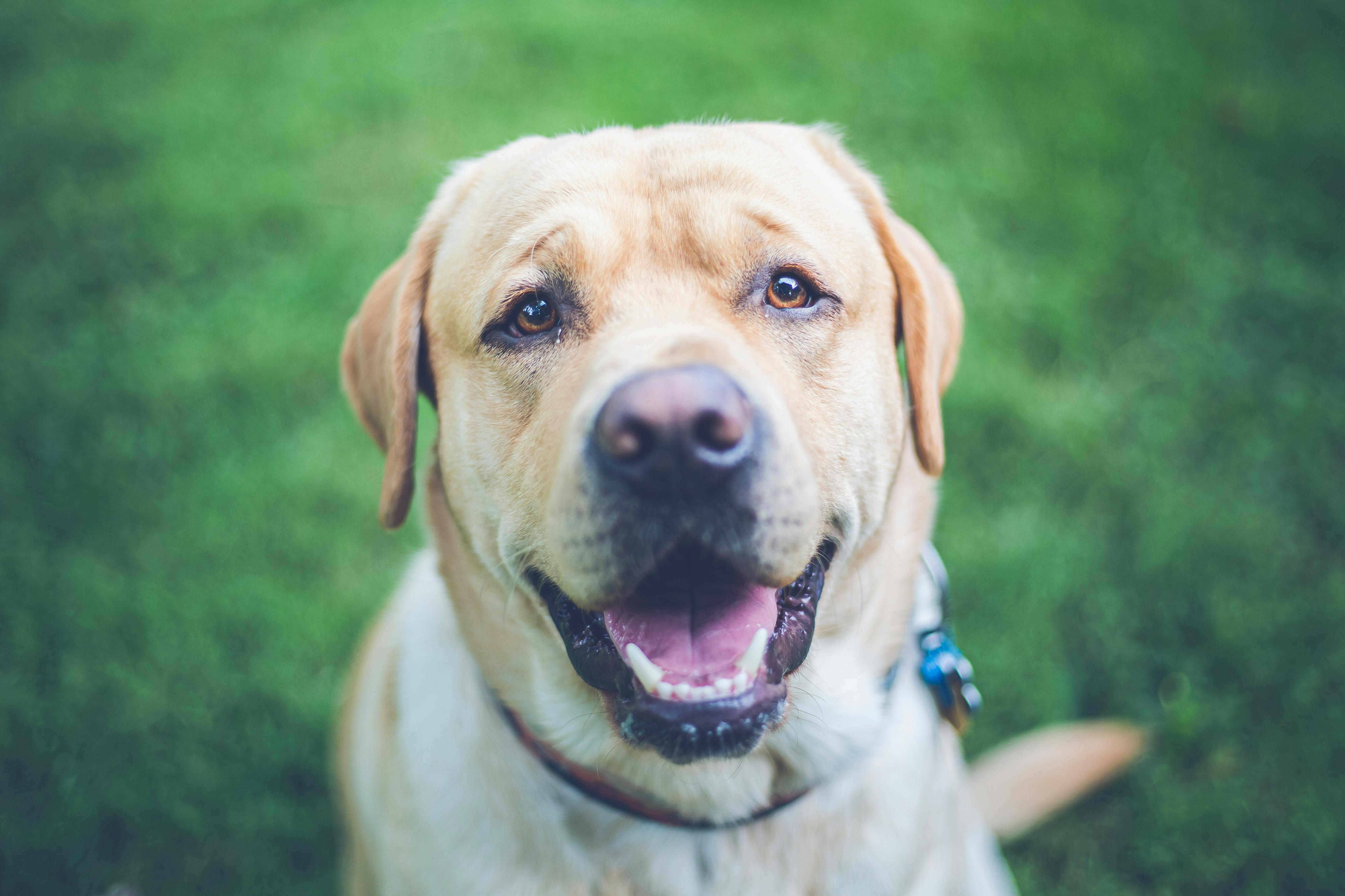 Yellow Labrador retriever close-up portrait on green grass, soft expression with mouth open and tongue visible.