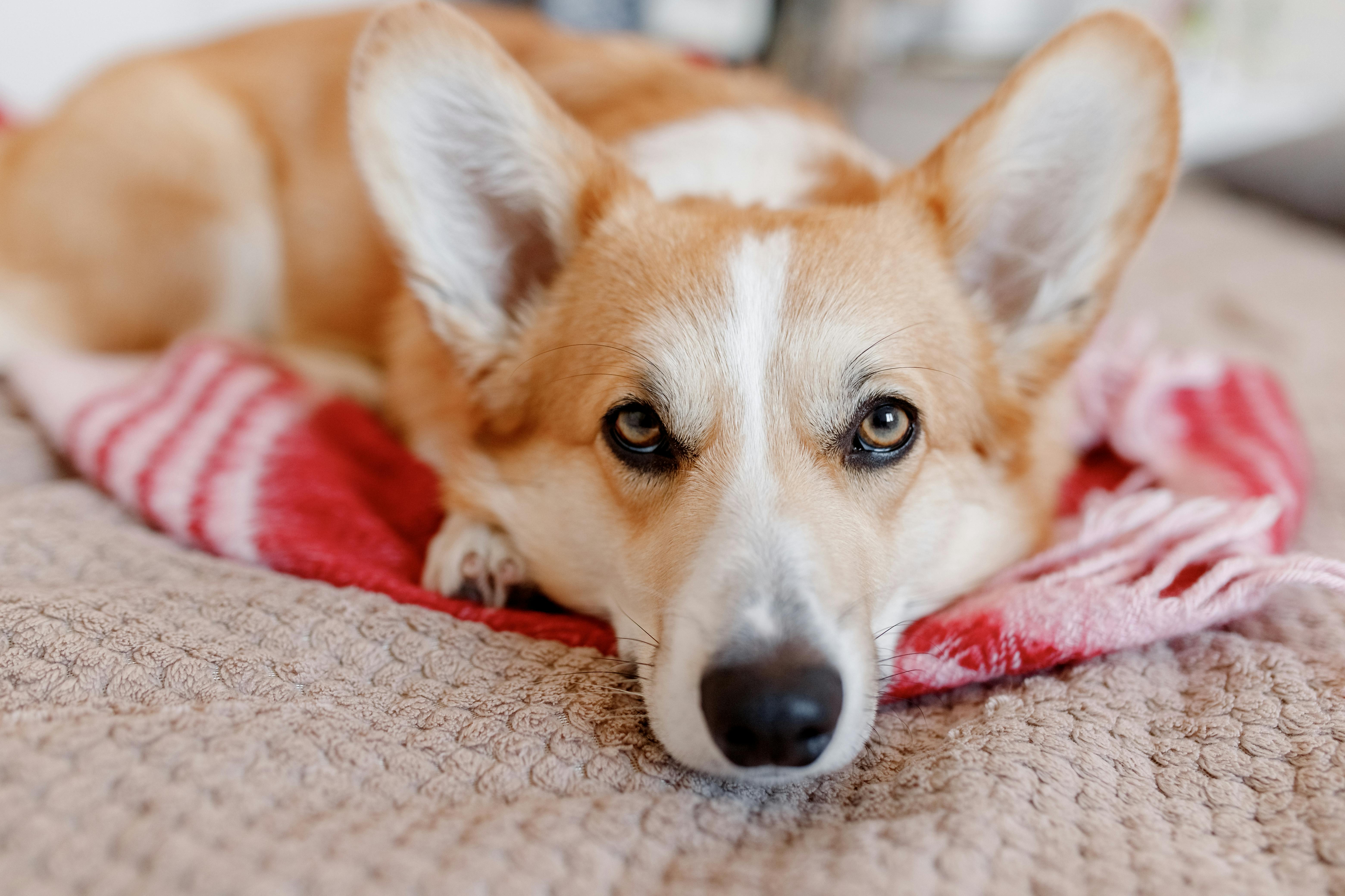 A tan and white corgi is resting on a cozy blanket, gazing directly at the camera with large pointed ears.