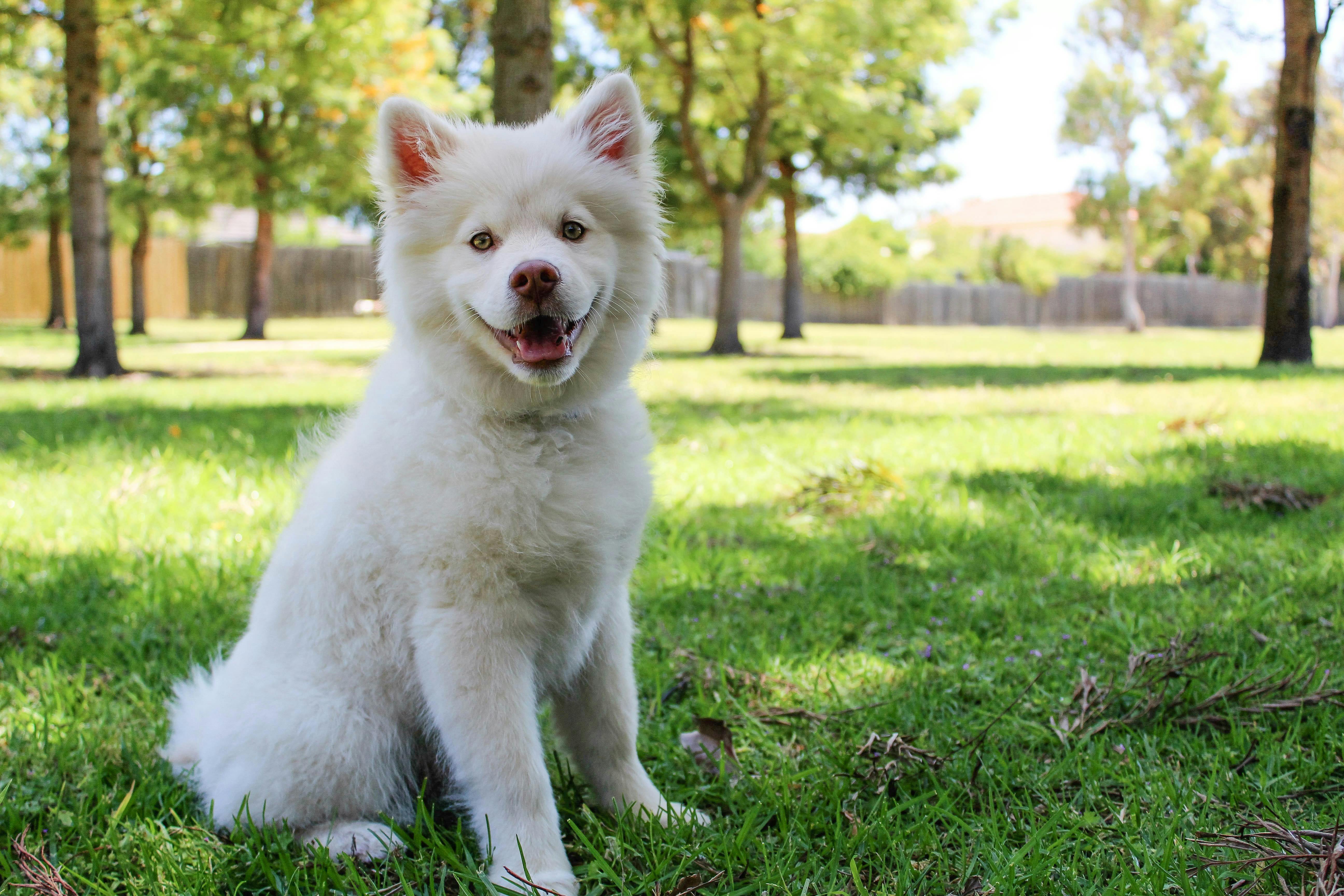Fluffy white puppy sitting on green grass in a sunny park, looking at the camera with a cheerful expression, trees and fence in the background.