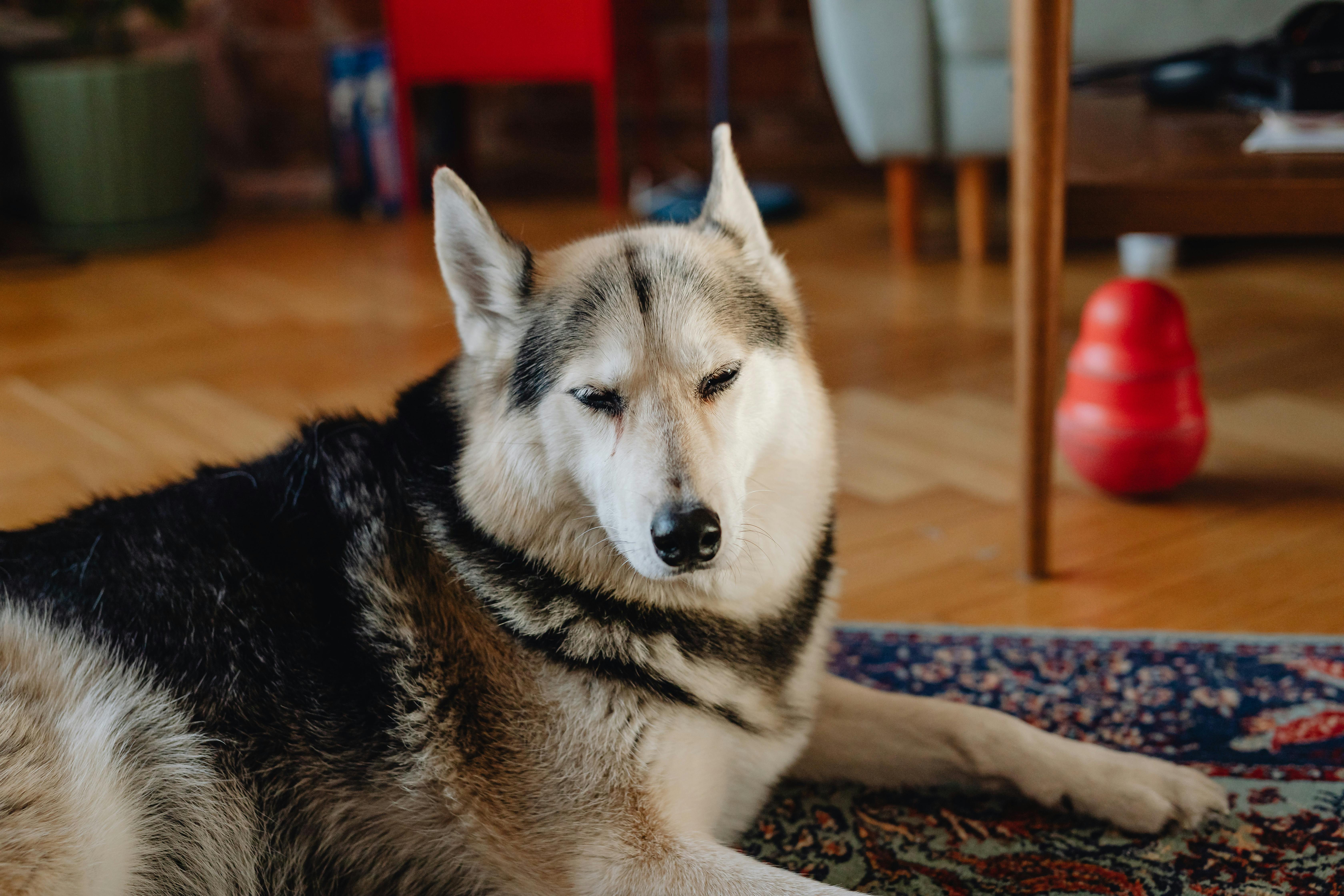 A large husky-mix dog with grey and white fur resting on a rug in a living room.