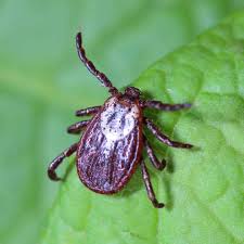 Tick Control 101: Top Strategies for Tick Prevention