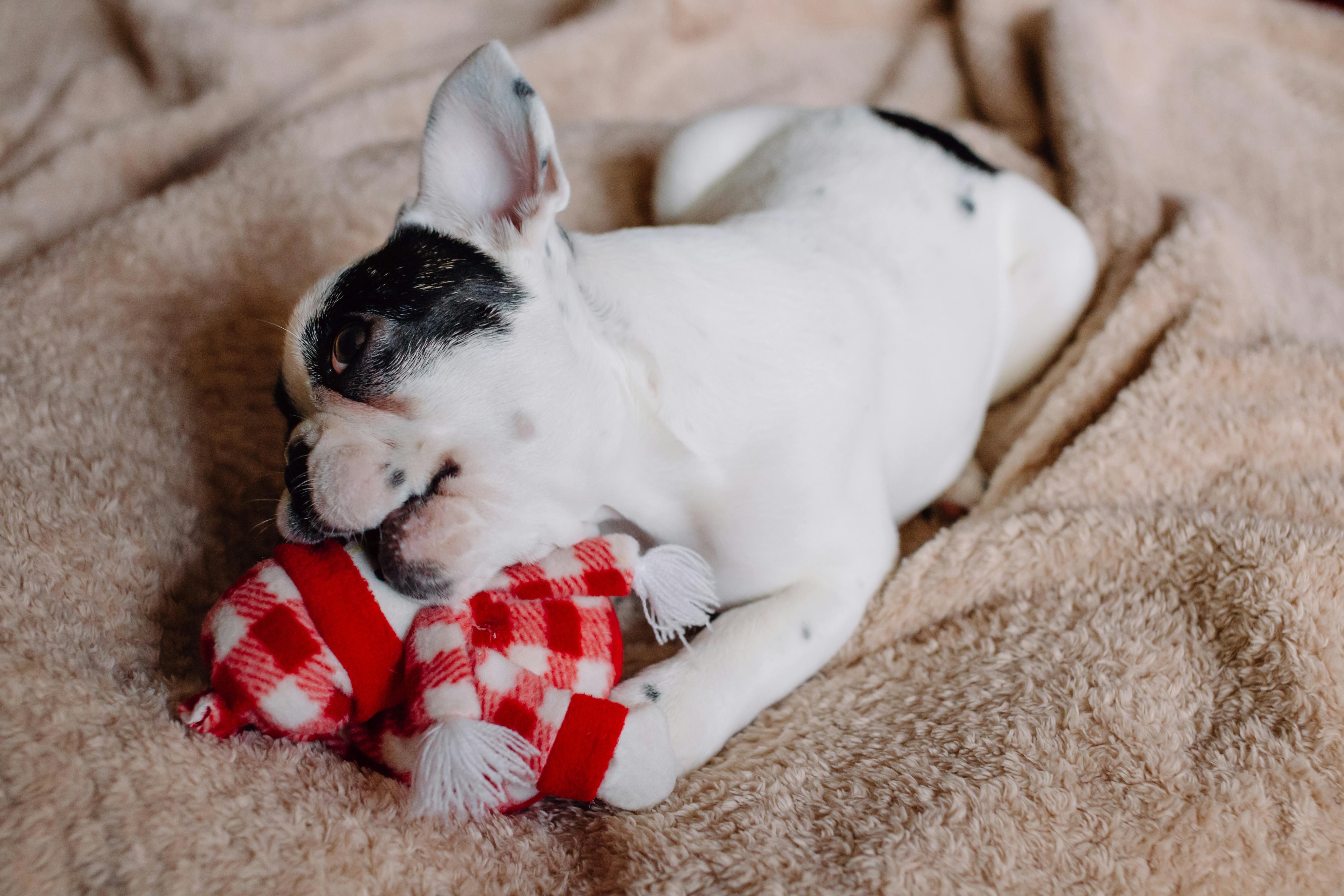 French Bulldog puppy chewing on a red plaid chew toy while resting on a blanket.