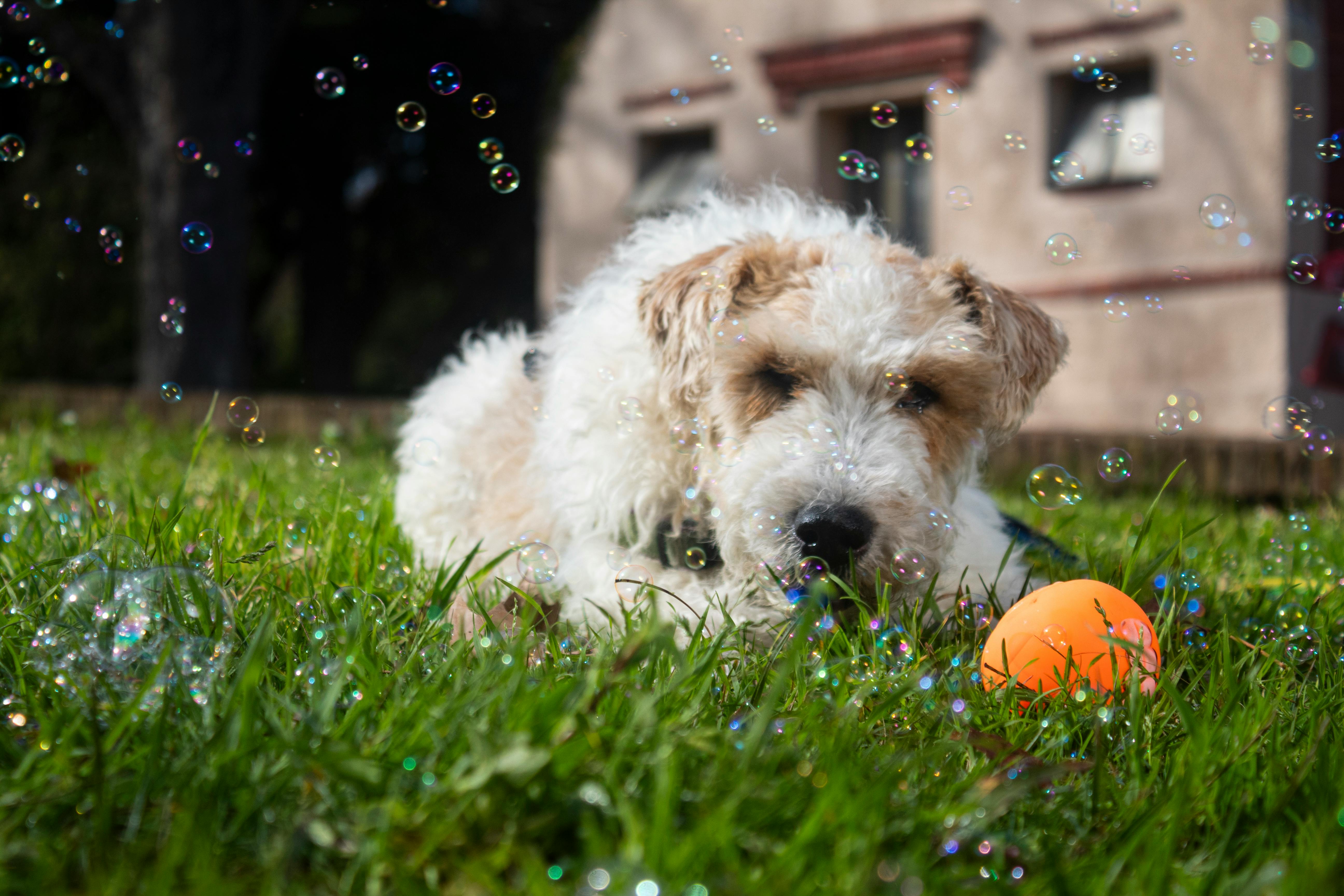 Fluffy white and tan dog lying on grass with a bright orange ball in front, surrounded by floating soap bubbles.