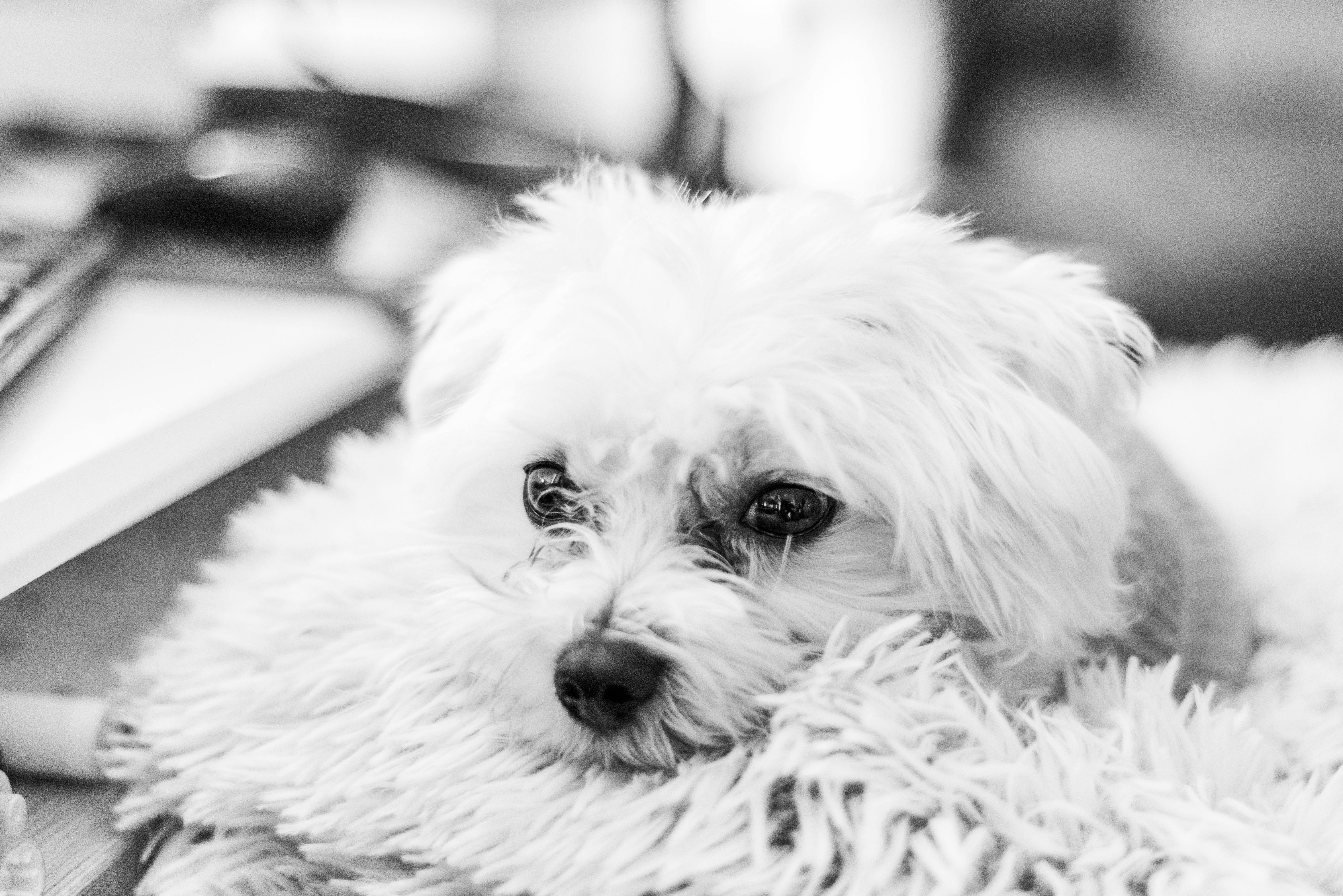 A small white dog lying on a fuzzy blanket, looking calm and relaxed.