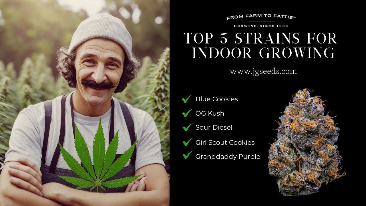 Top 5 Indoor Cannabis Strains