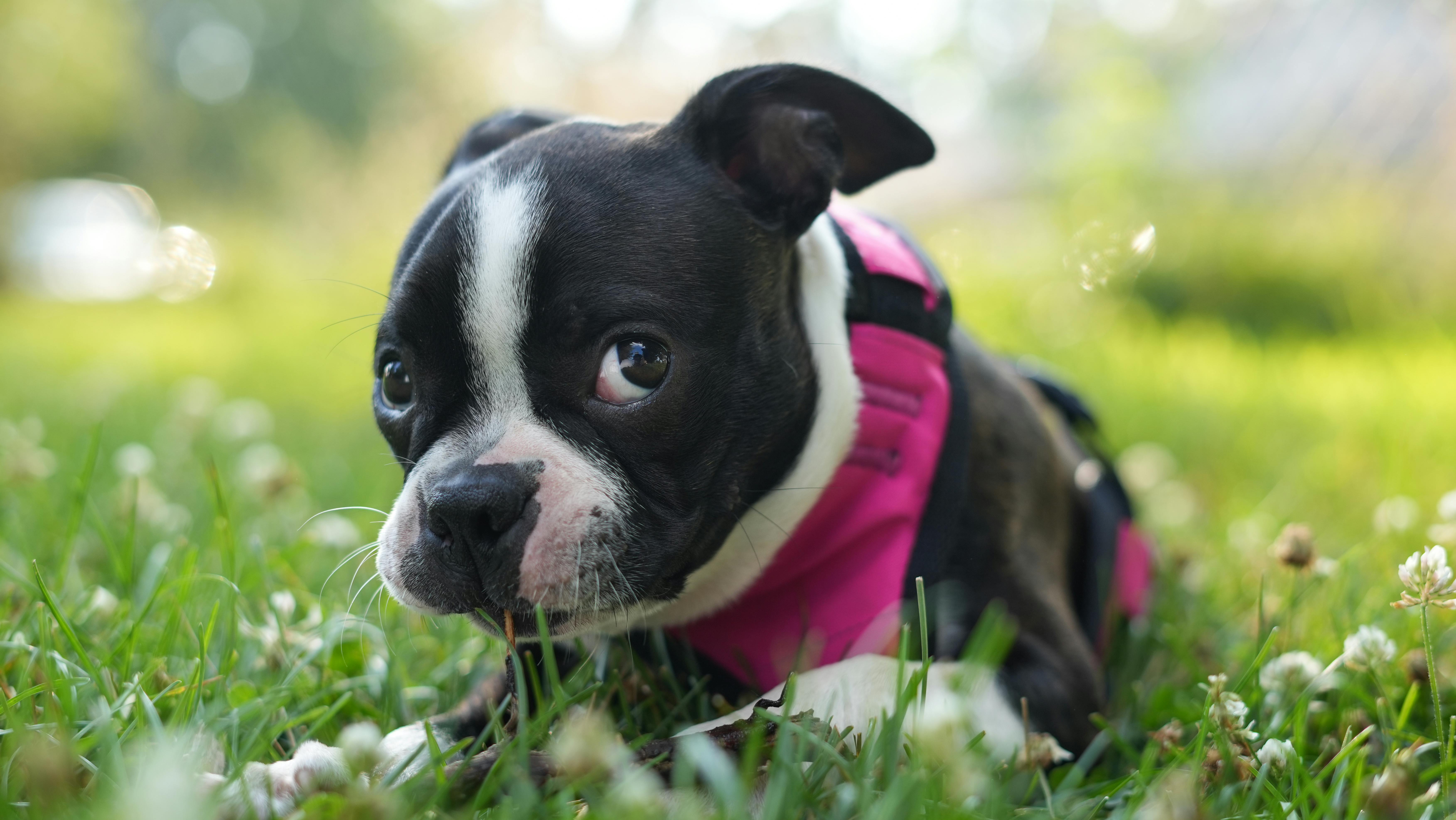 Boston Terrier puppy lying in the grass and chewing, wearing a pink harness.