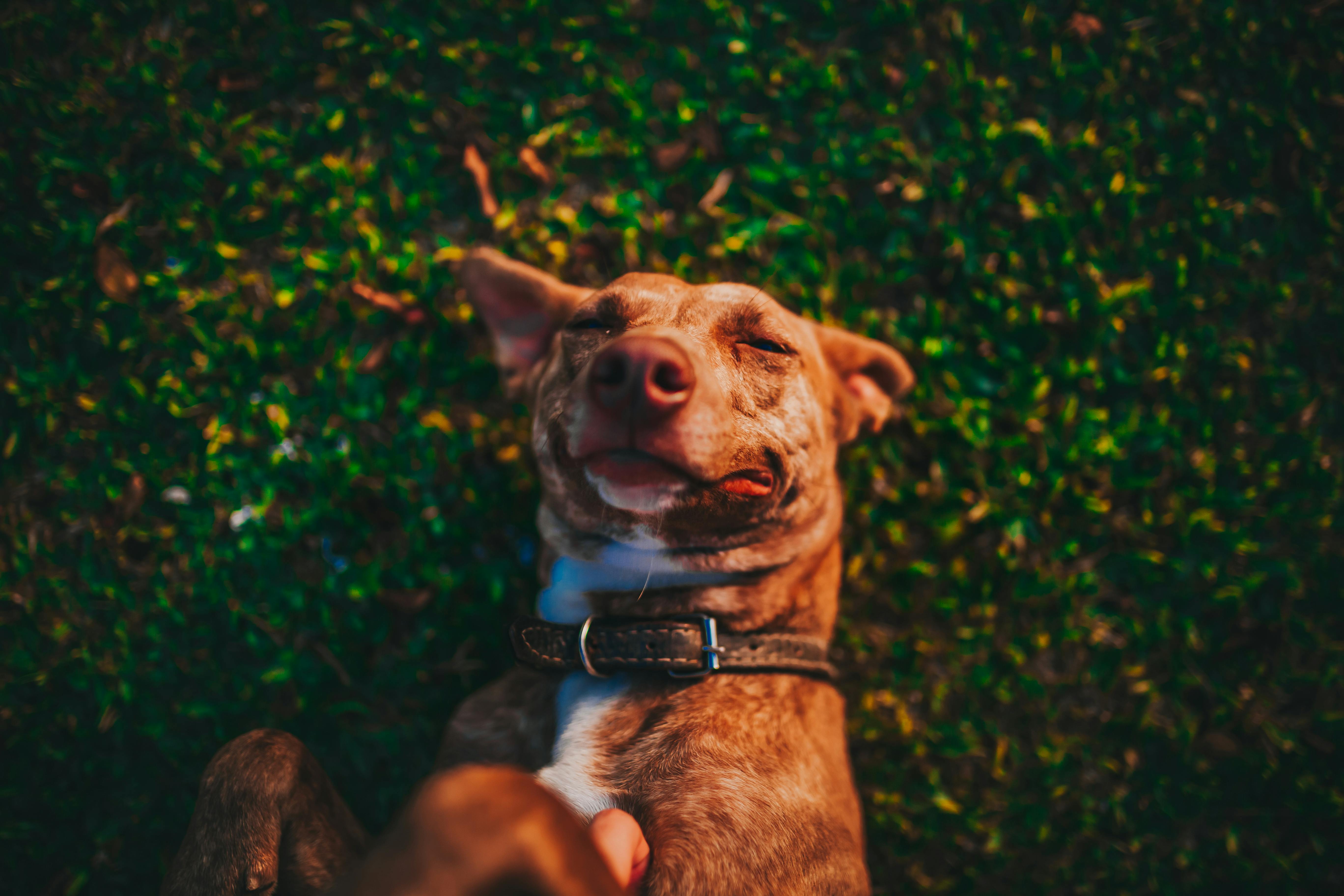 : Brown mixed-breed dog lying on grass with eyes closed, slight smile, and a black collar while receiving a belly rub.