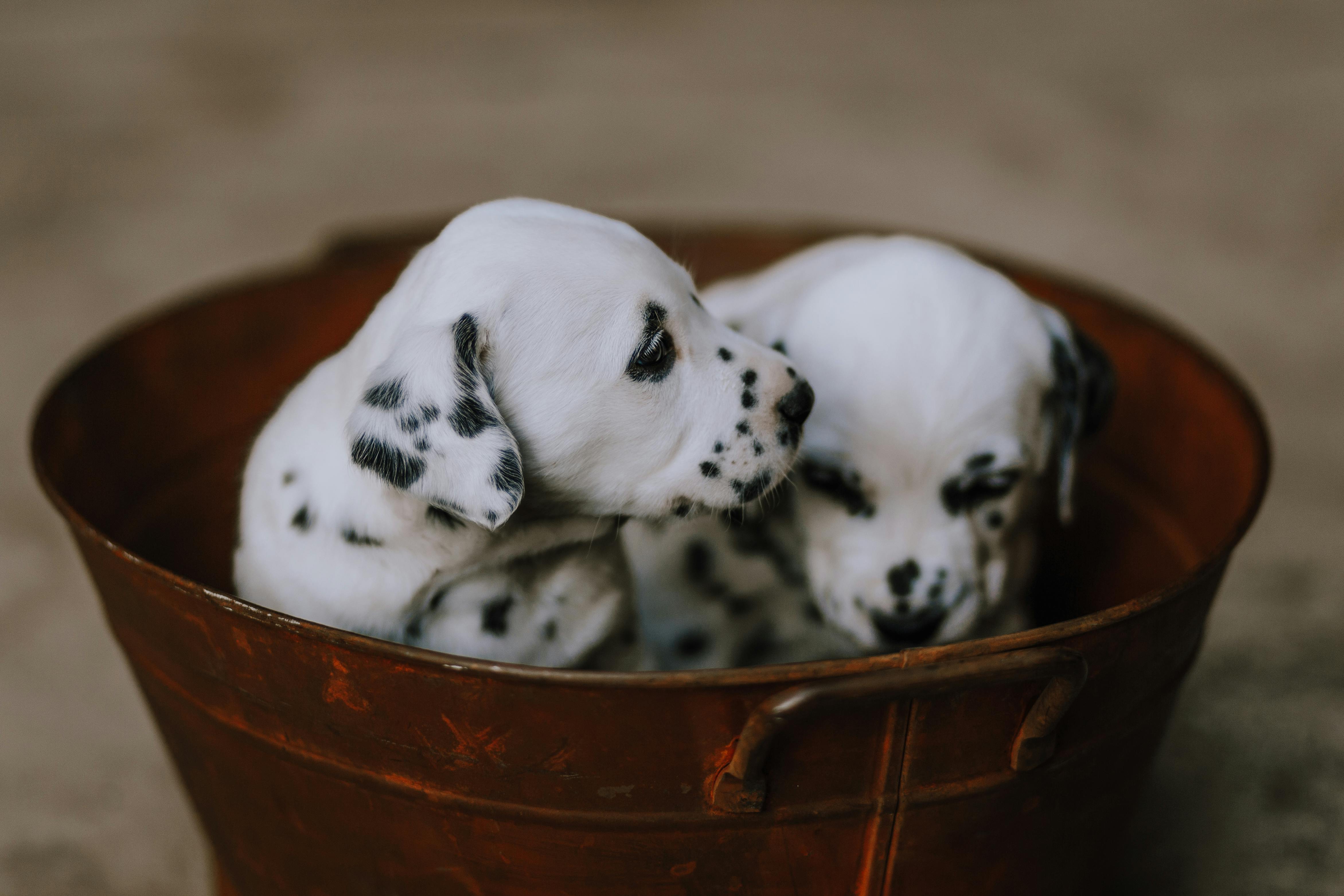 Two Dalmatian puppies are sitting side by side in a rustic brown bucket, facing opposite directions.