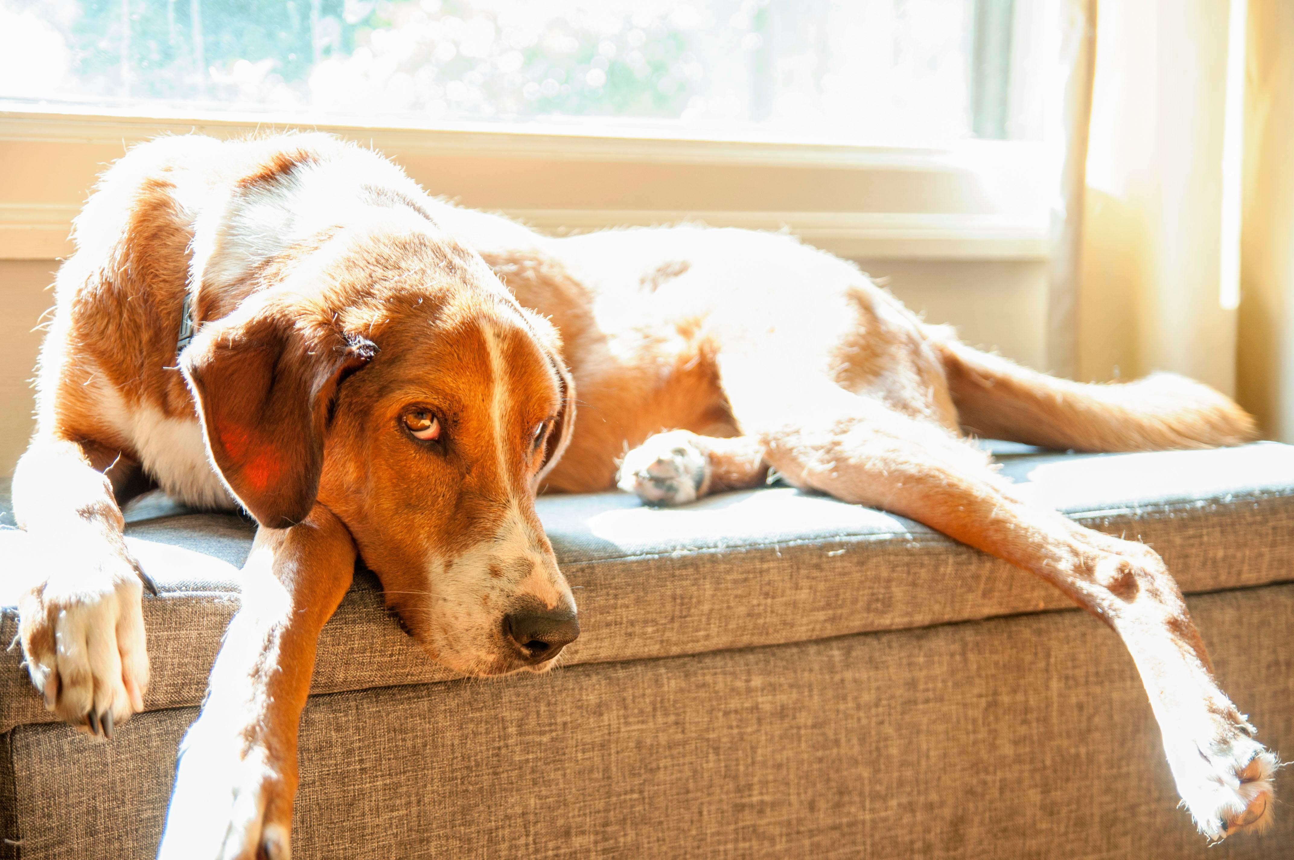  A brown and white dog with expressive eyes is lying stretched out on a gray bench, basking in sunshine from a nearby window.