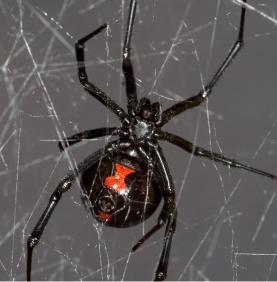 Say Goodbye to Black Widow Spiders with Professional Pest Control