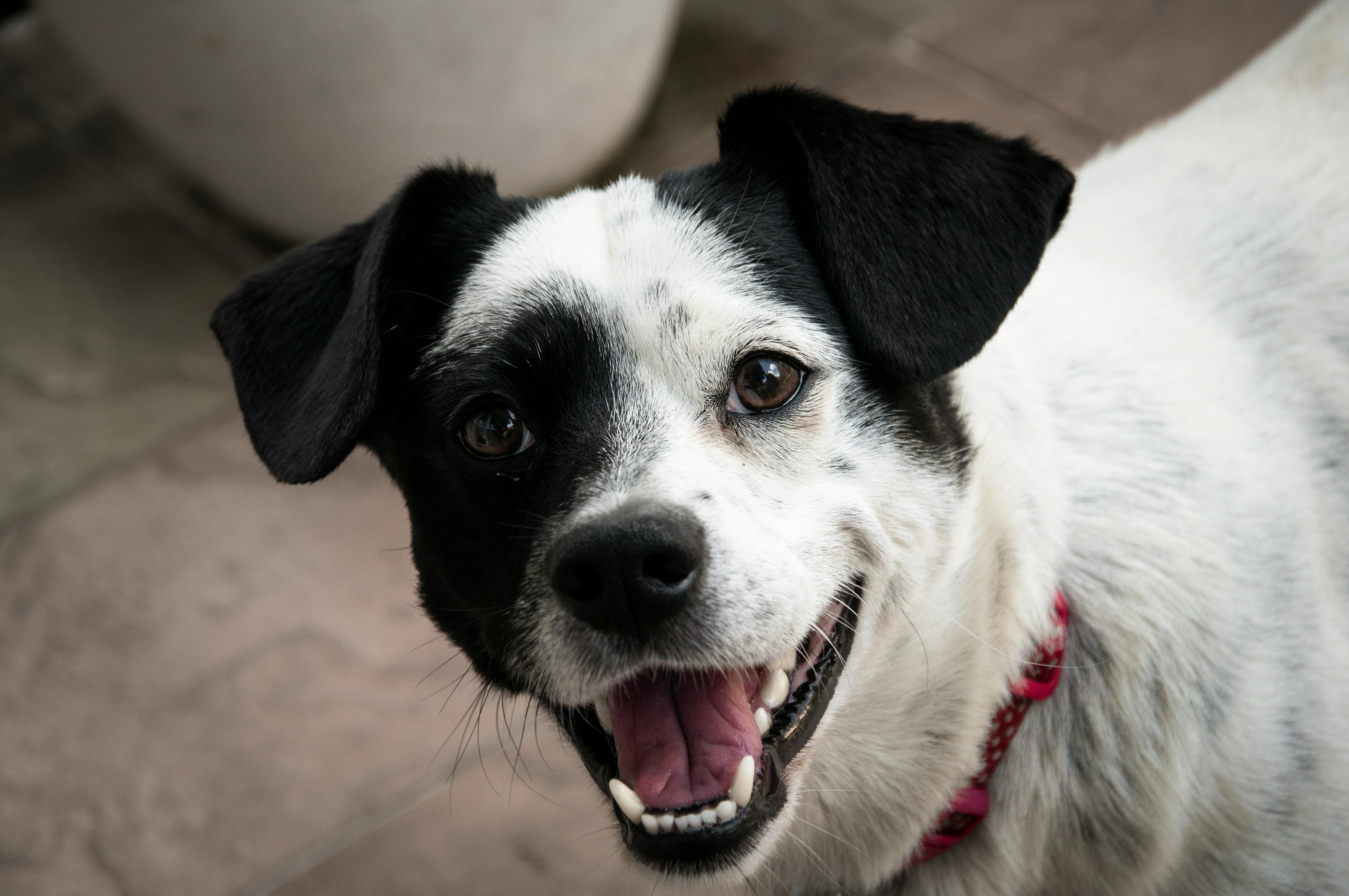 Black-and-white mixed-breed dog with a pink collar, close-up of face showing a black patch over one eye and an open-mouthed smile.