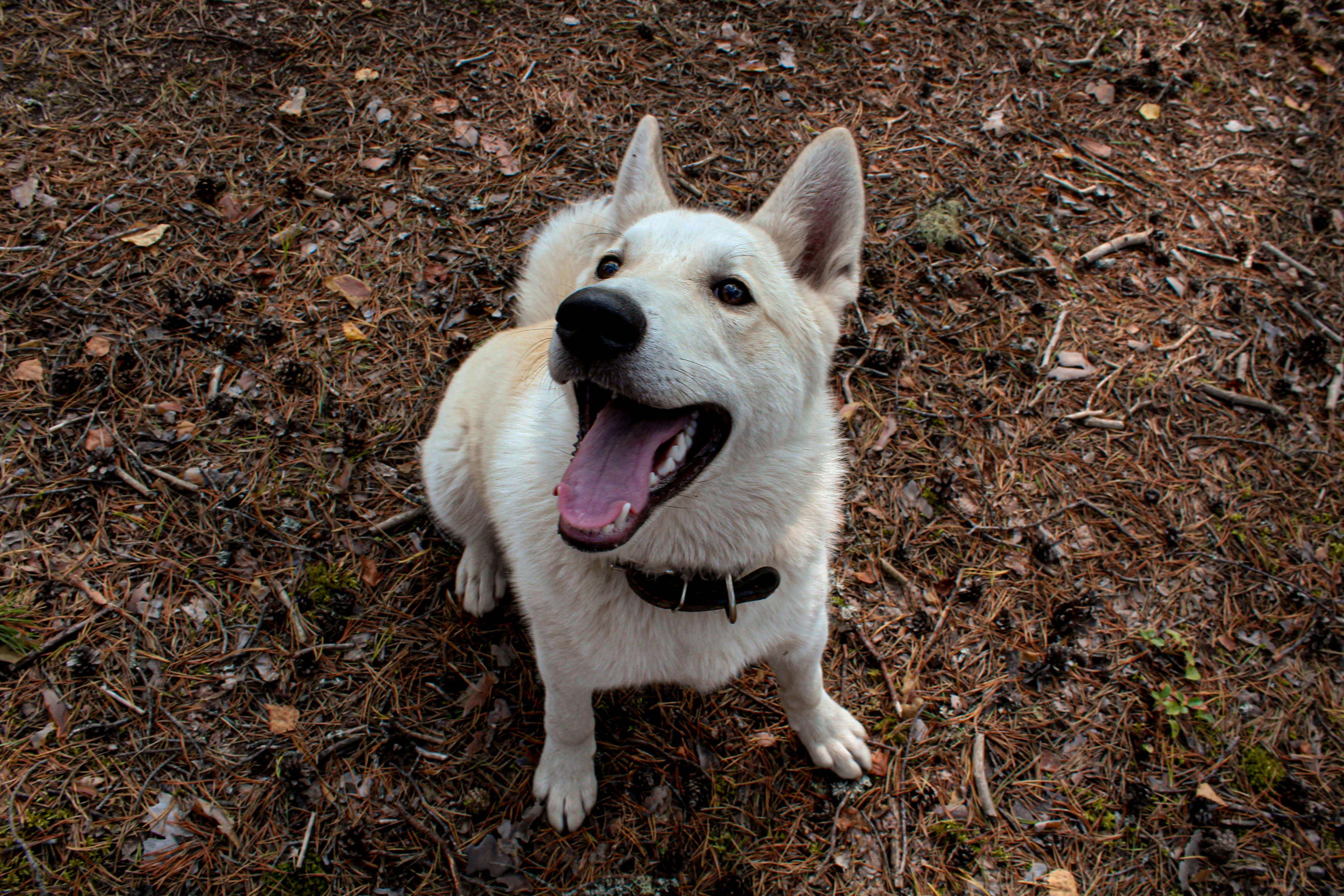 Cream-colored spitz-type dog in a forest floor of pine needles, ears perked and mouth open in a happy pant, gazing up.