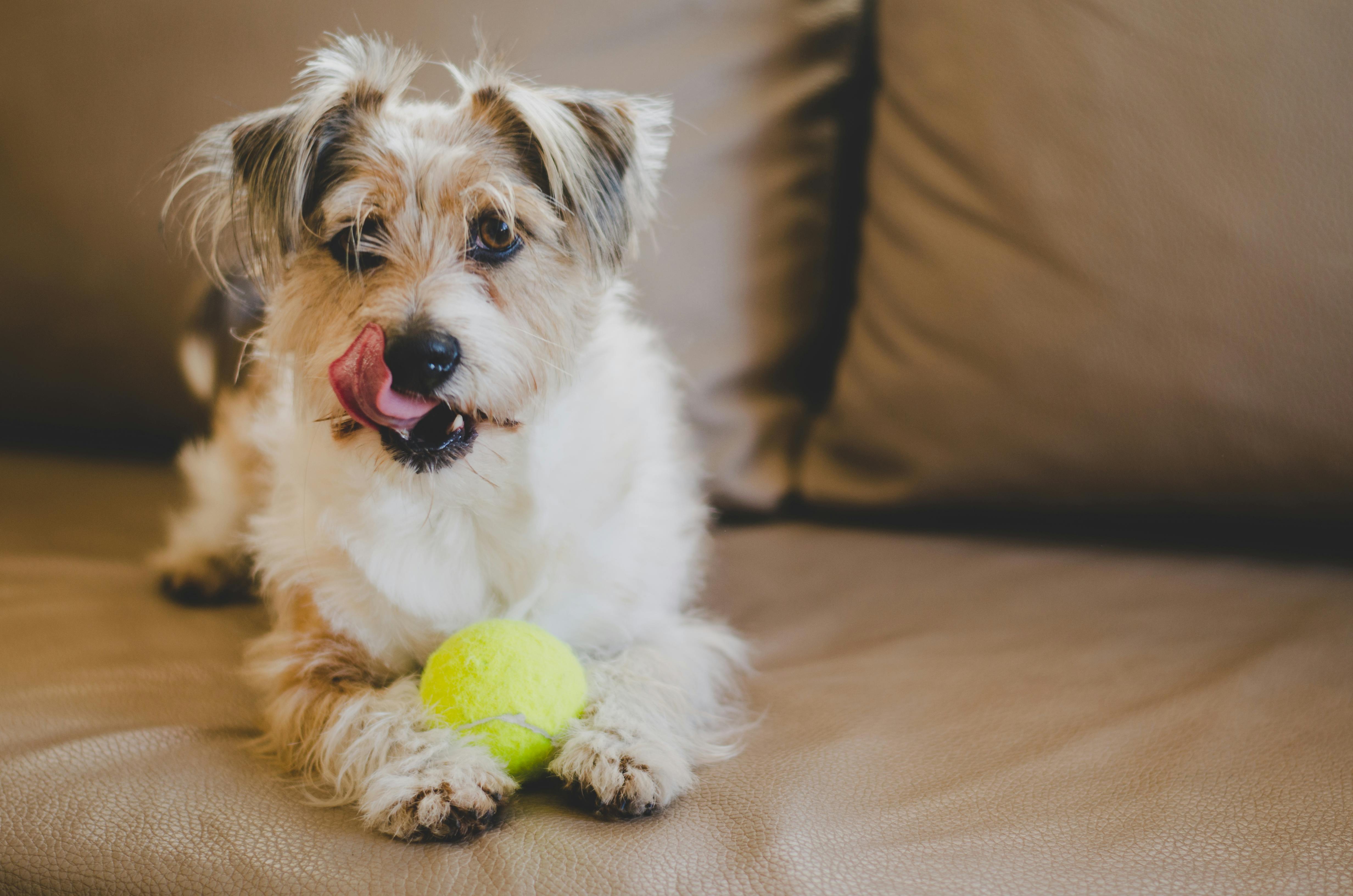 A small, scruffy white and tan dog lying on a tan sofa, licking its nose while holding a bright yellow tennis ball between its front paws.