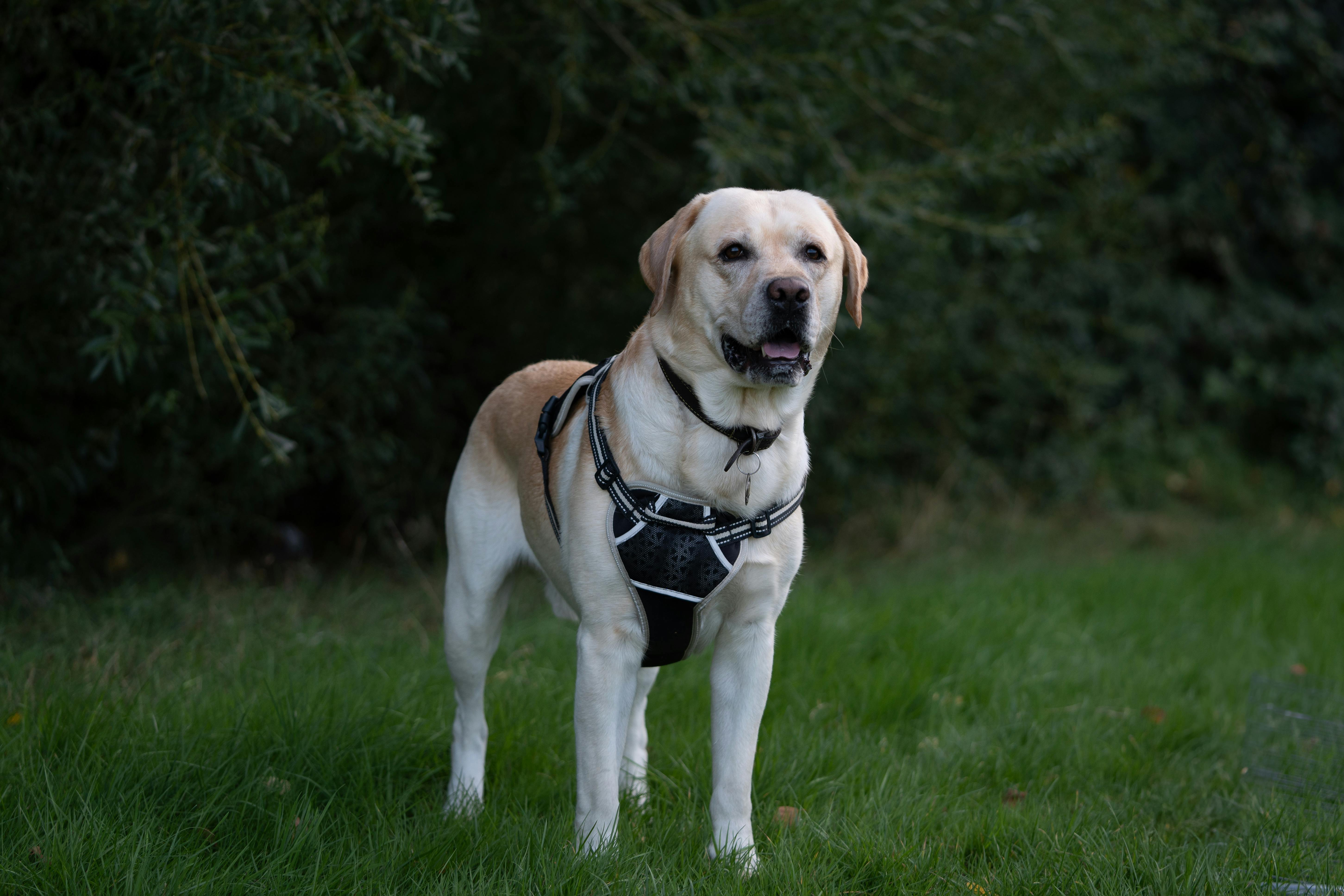 Yellow Labrador dog standing on green grass, wearing a black harness, looking forward with its mouth slightly open.