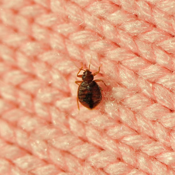 Get Rid of Bedbugs for Good with Professional Pest Control