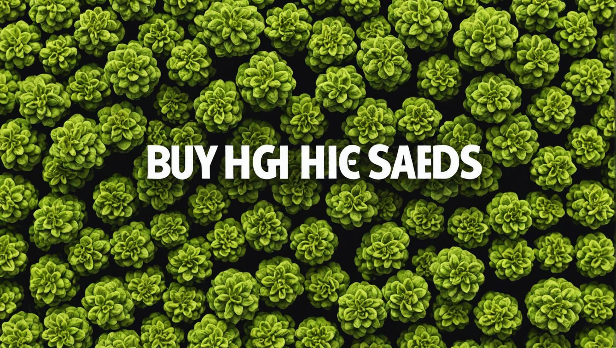 Buy High THC Weed Seeds in the USA