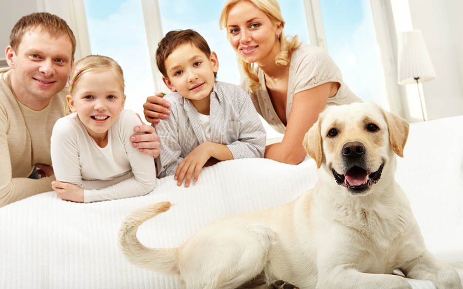 Pets in your home survey