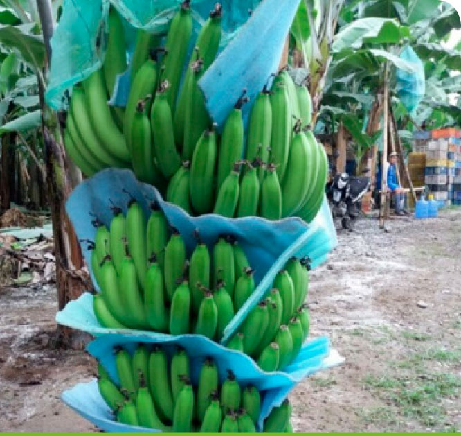 A bunch harvested from a Qrop® K treated plot.