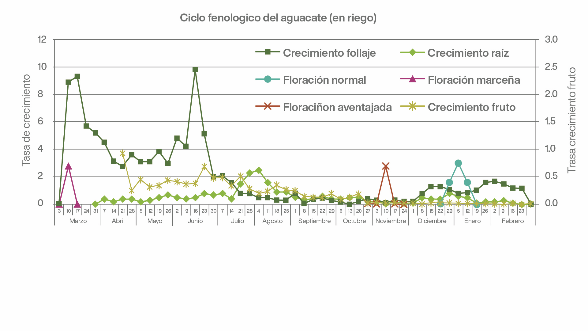 Fertirriego en aguacate, estudio del ciclo fenológico del aguacate