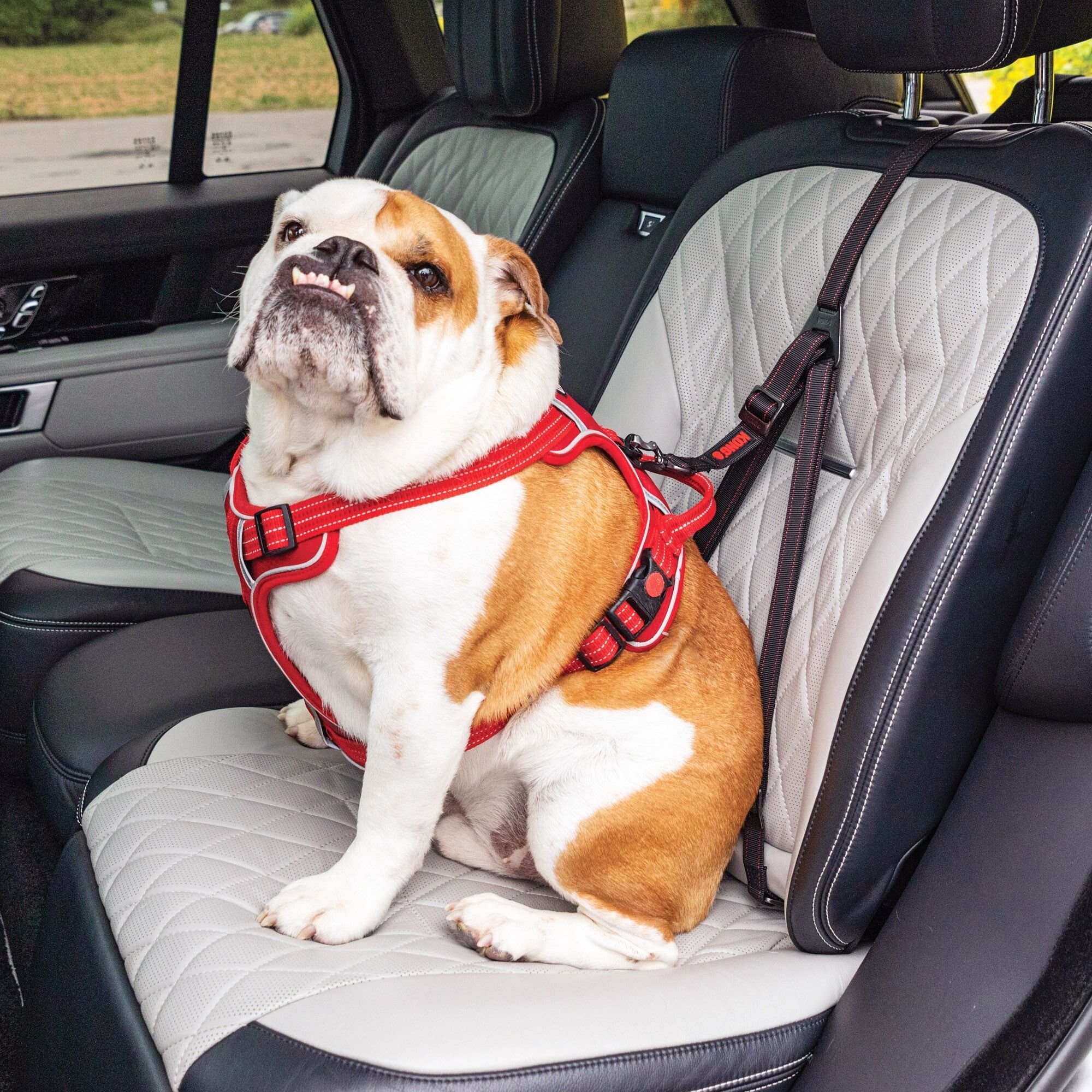 Kong - Brandclub - Kong Dog Seat Belt Tether - Attaches to Harness for Safe  Travel & Car Rides