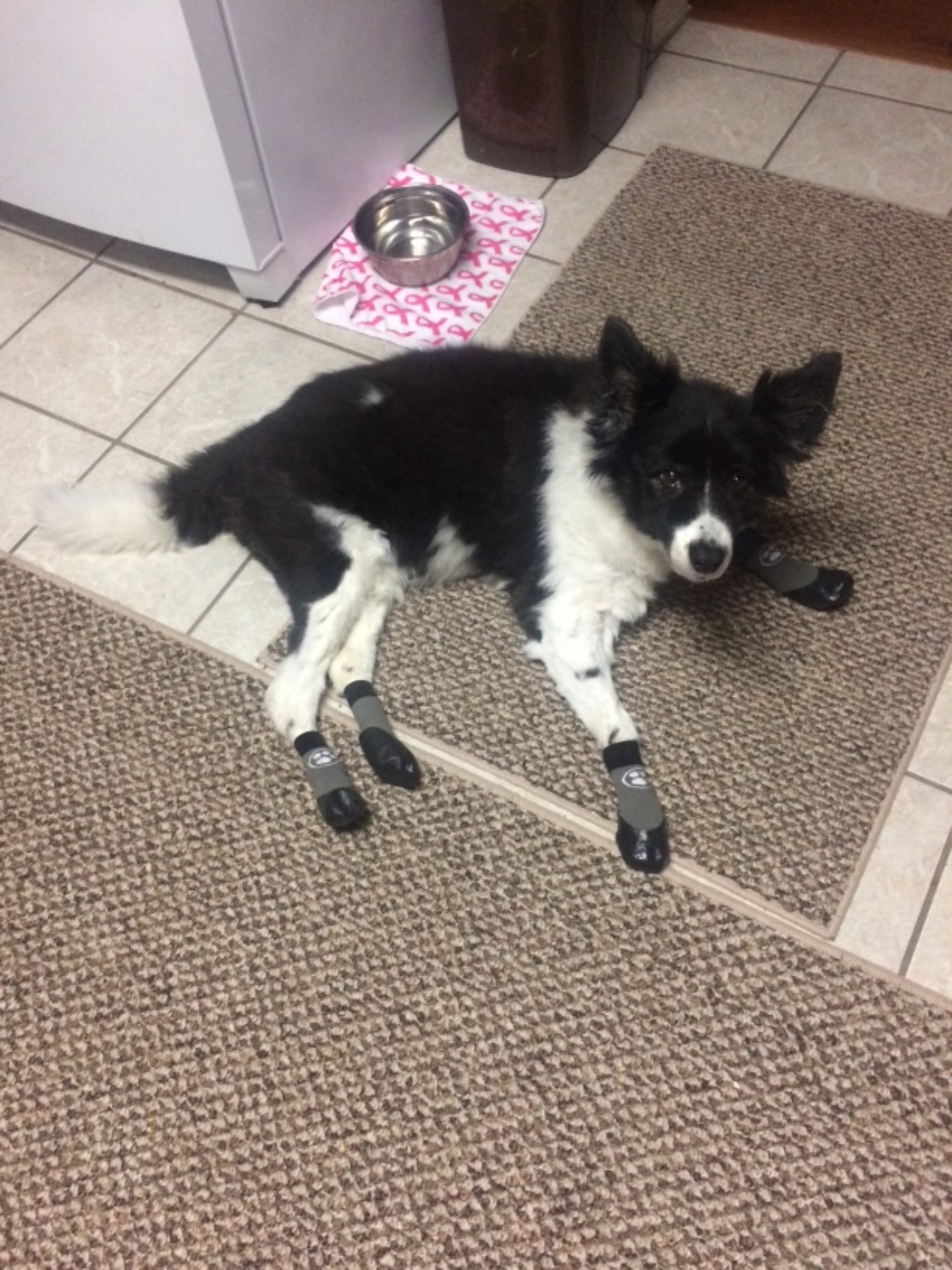 Grippers™ Non Slip Dog Socks Dog Quality