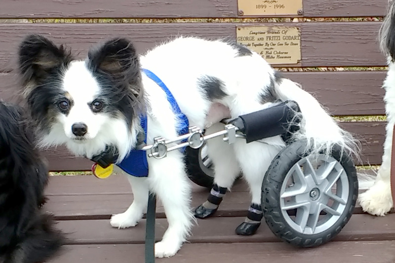 Grippers™ Non Slip Dog Socks Dog Quality